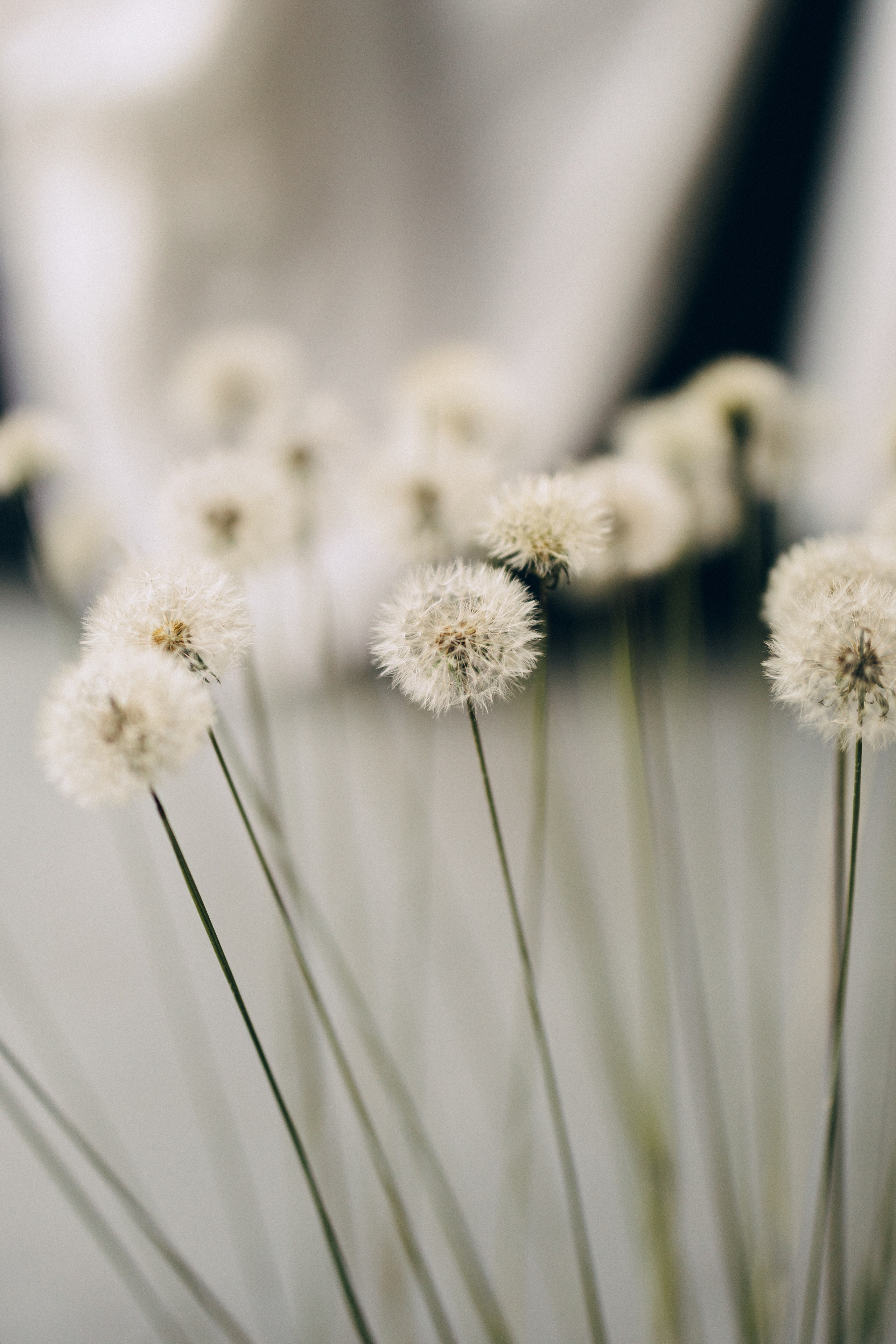 Dandelions. Daria Chigintseva Photographer
