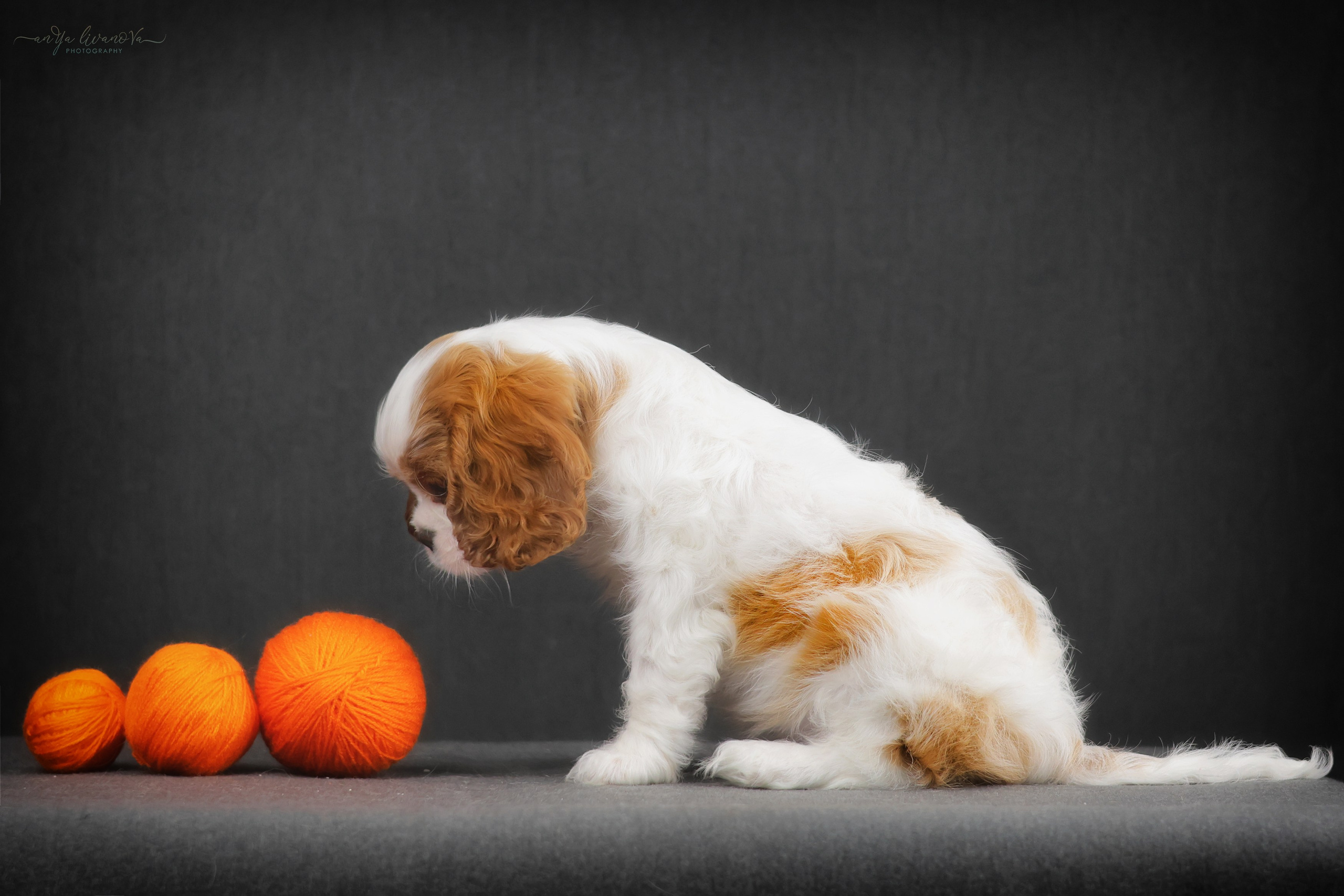Кавалерчики. Фотограф анималист Аня Ливанова | Рыбинск