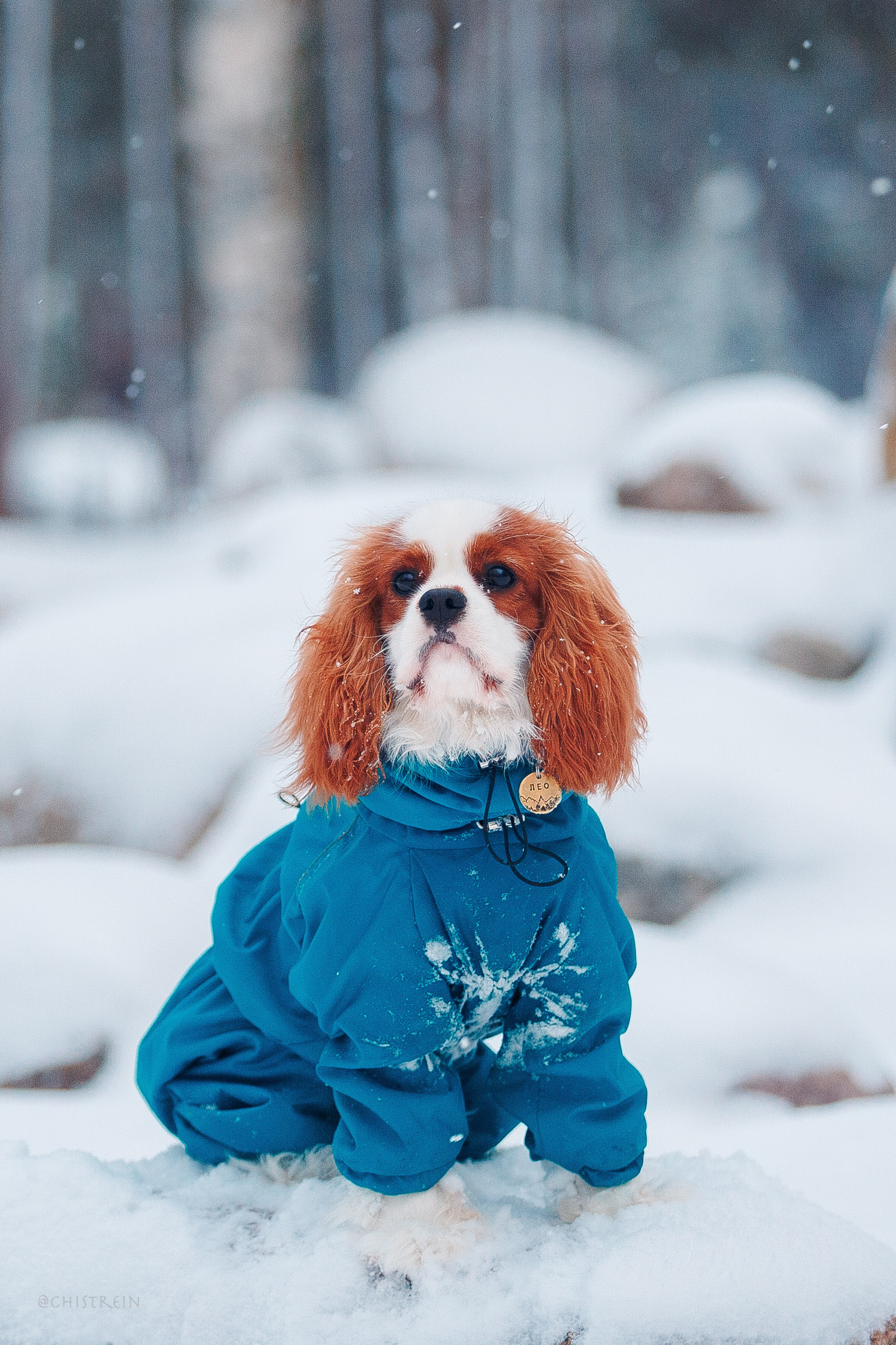 Внезапно апрельская зима. Фотограф-анималист Наталия Чистюхина в г. Сосновый Бор и ЛО