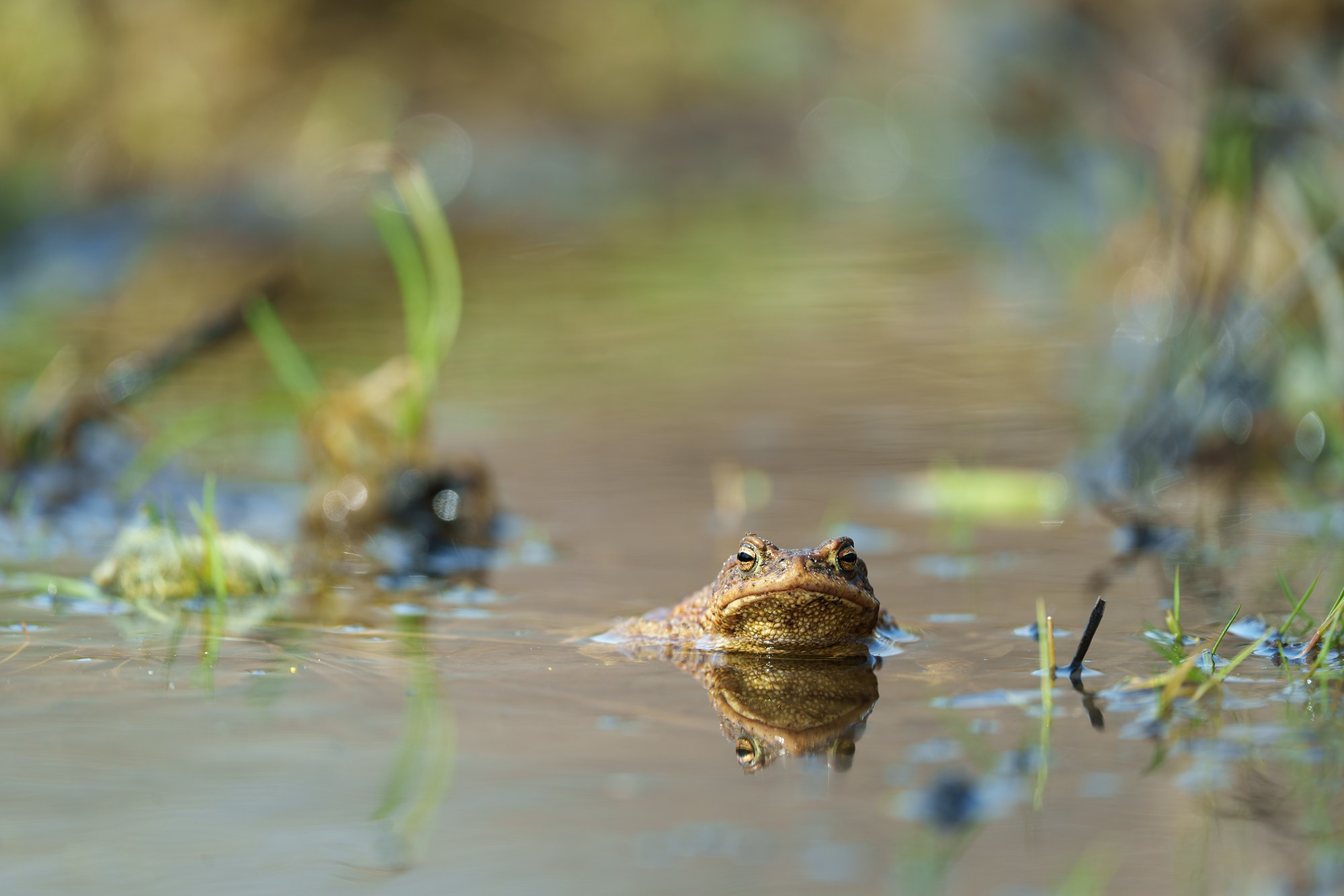 Животные. Ваш личный фотограф Марина Волкова