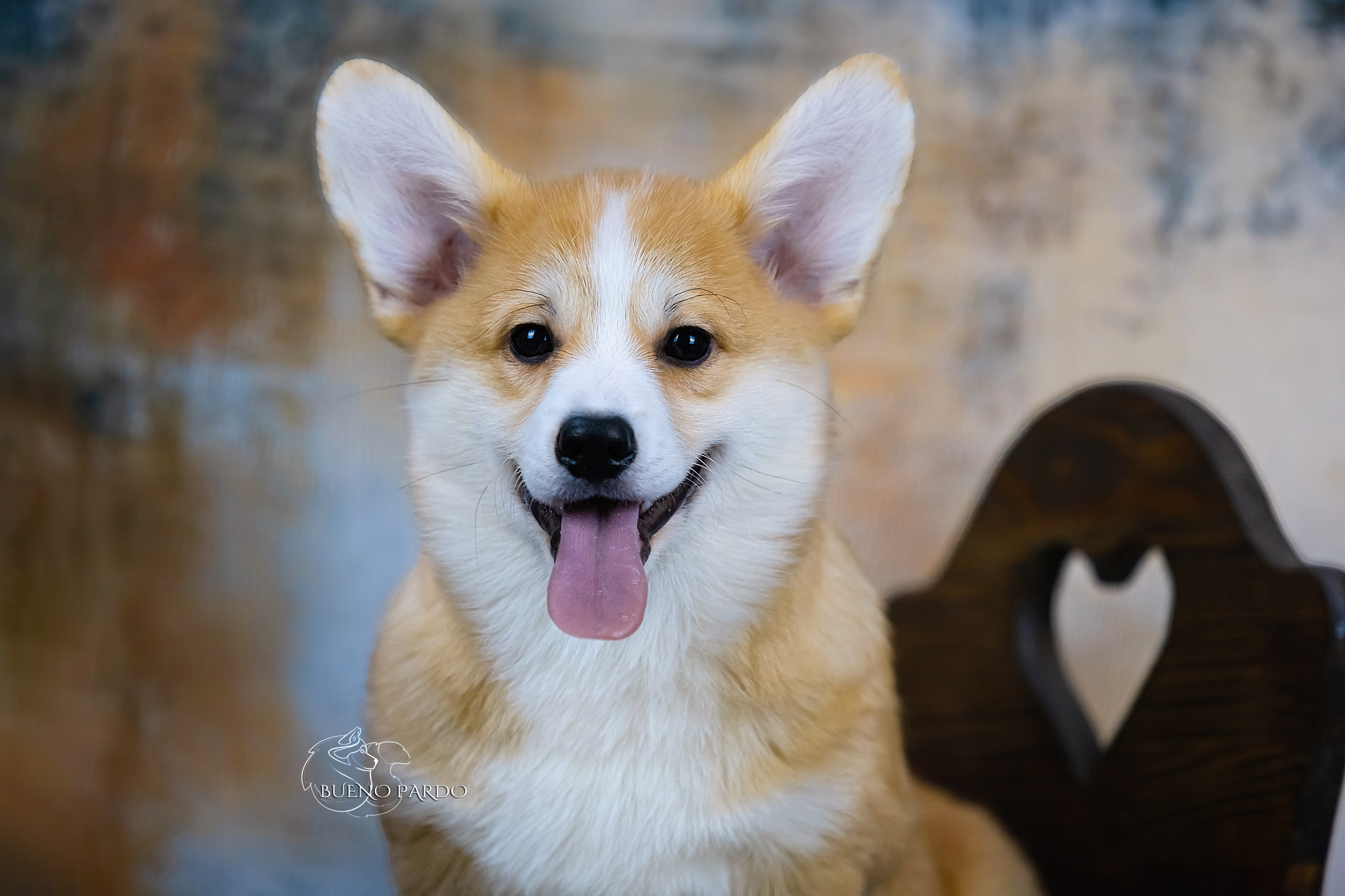 А — Кола и Цесей. Kawaii Kuma питомник собак пород Корги пемброк, Акита ину, Сиба