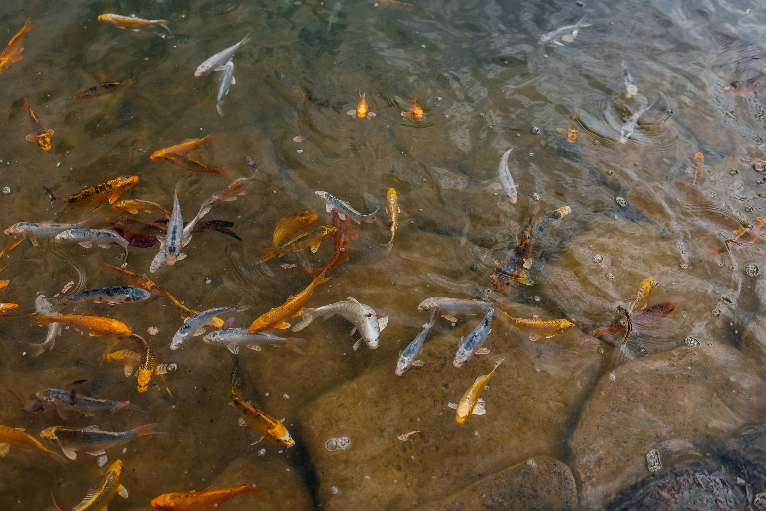 Игнат и Алла. Свадебный и семейный фотограф в Ростове-на-Дону