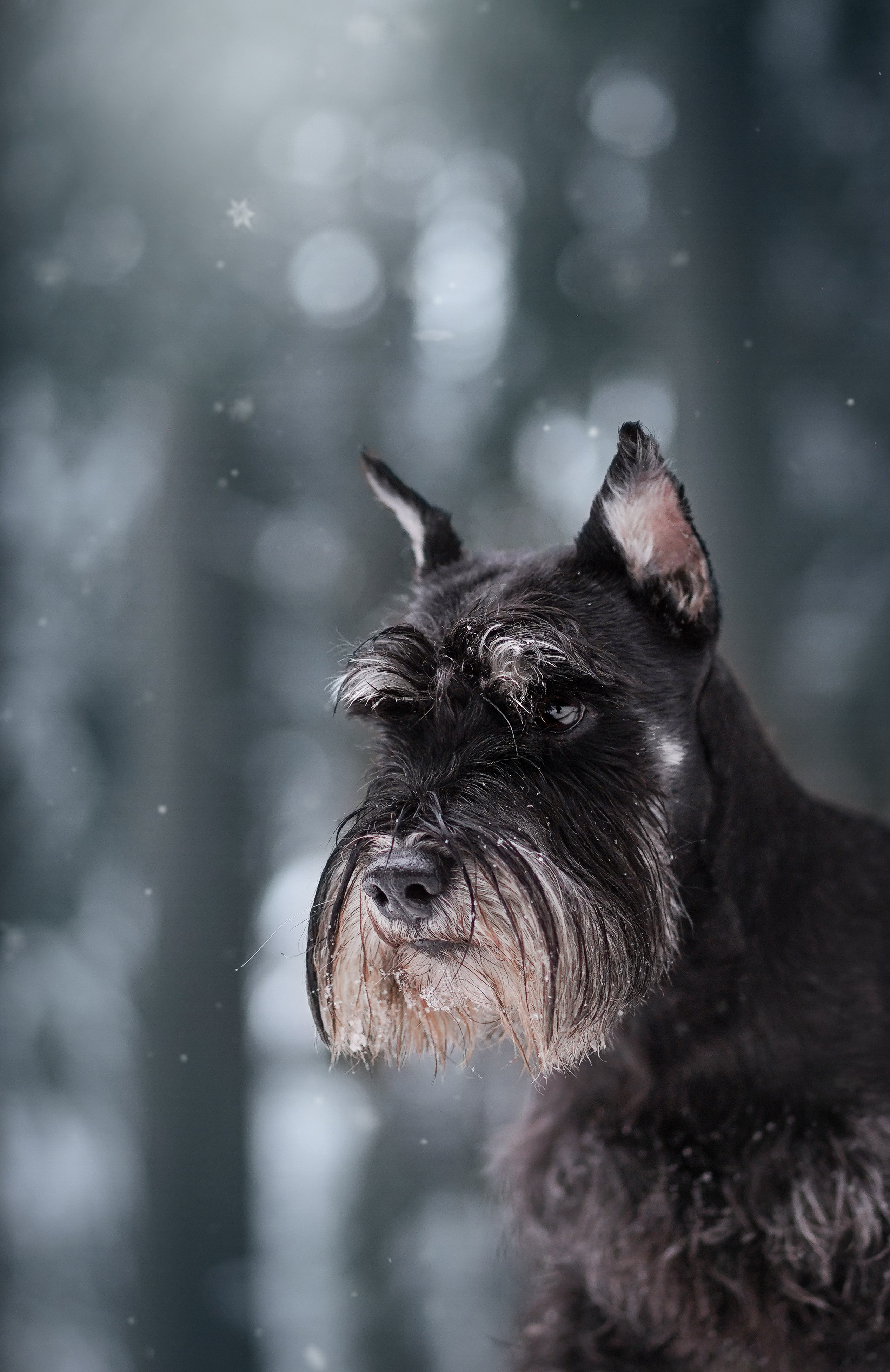 Оля Миша и шнауцеры. Фотограф-анималист в Санкт-Петербурге Яна Мартынова