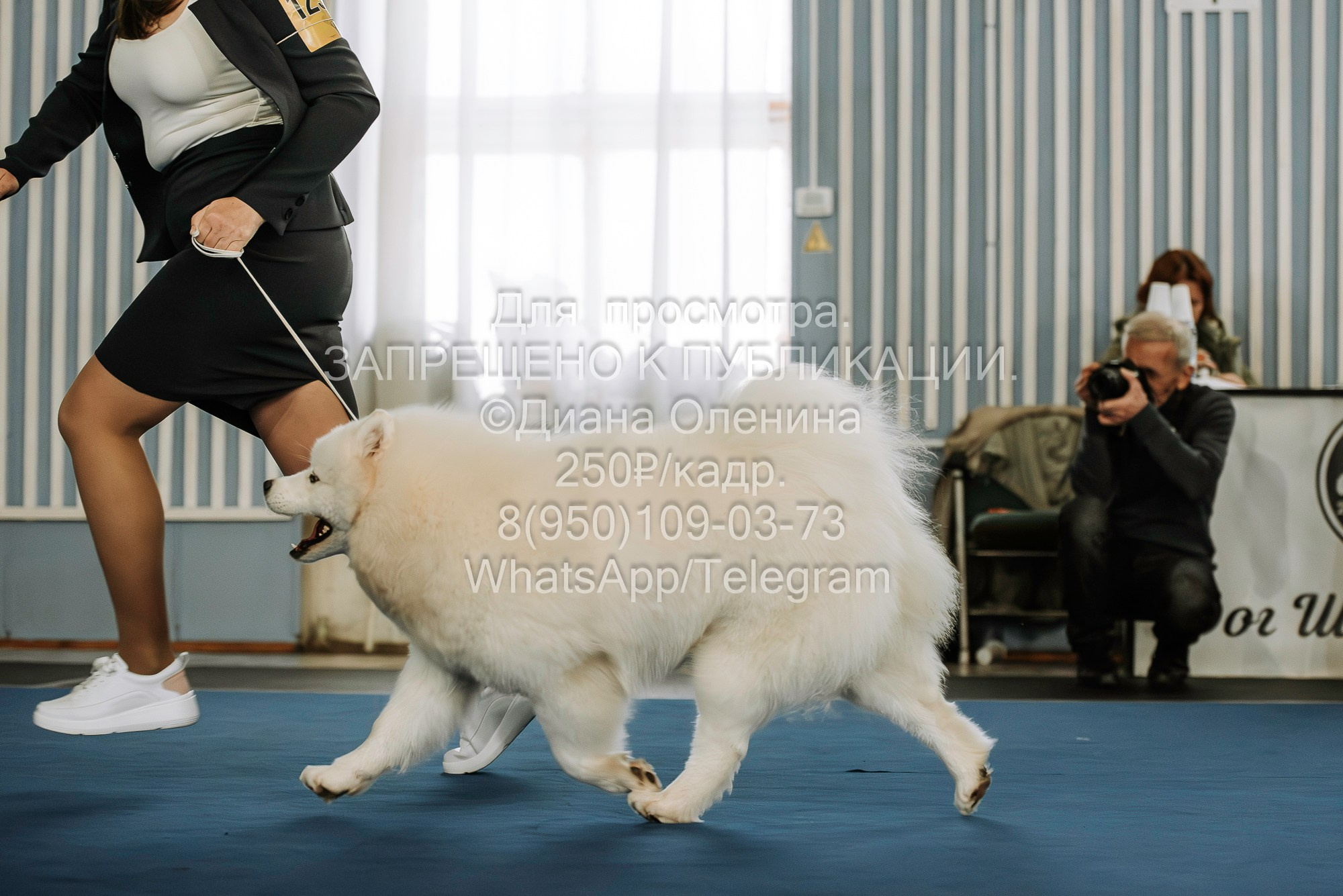 Выставка собак Красноярск 29.10.2023. Фотограф Диана Оленина Красноярск / Братск