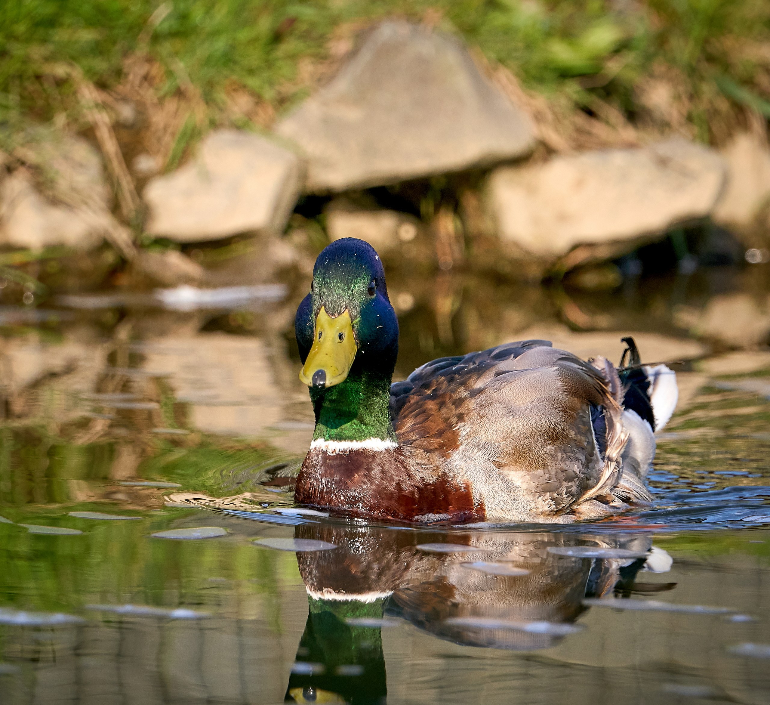 Фото птиц — галерея NATRIEL
