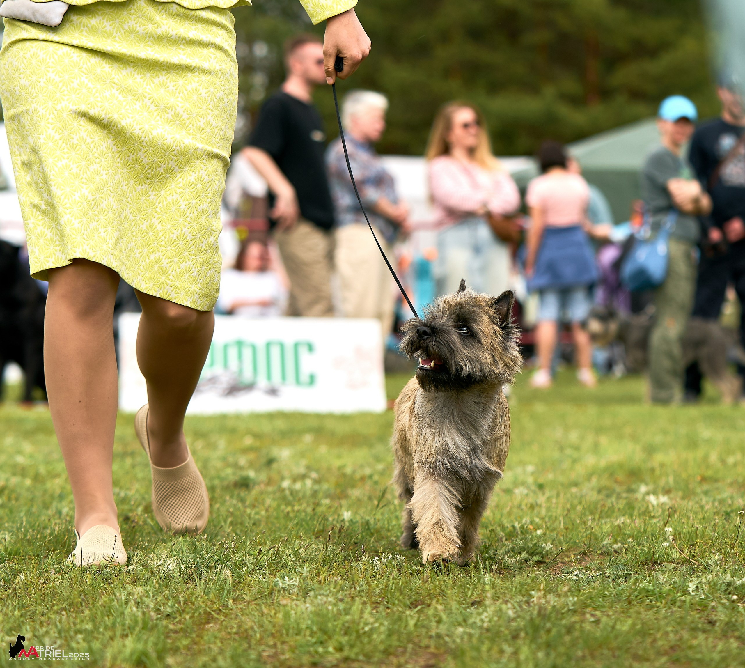 Выставка собак Суздаль-Владимир