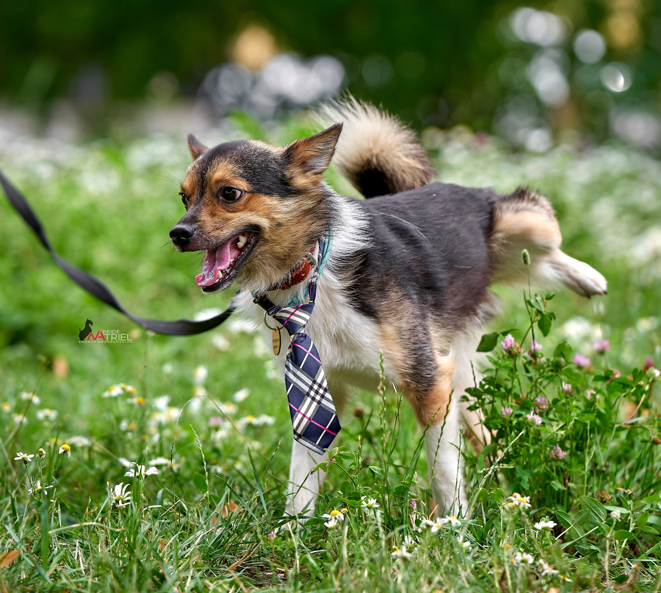 Портреты собак — галерея NATRIEL