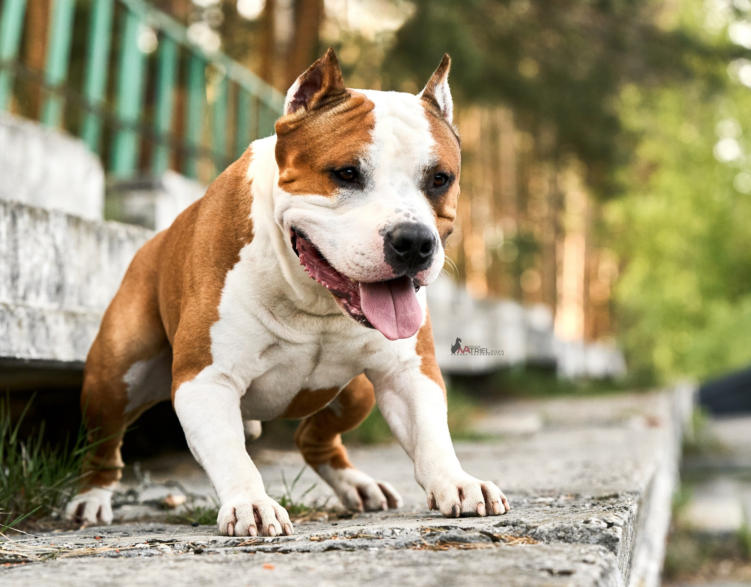 Выставка собак Суздаль-Владимир