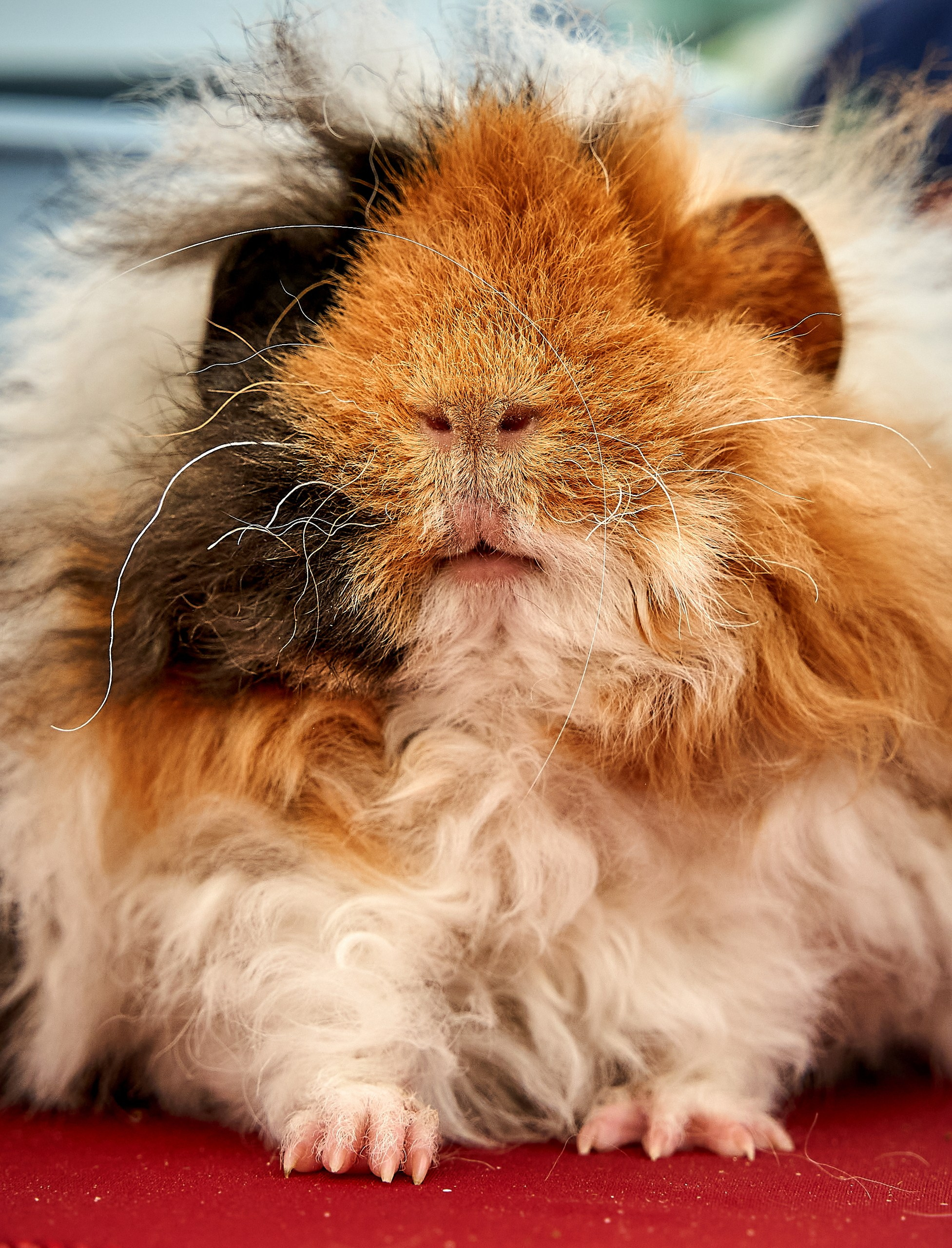 Животные — галерея NATRIEL