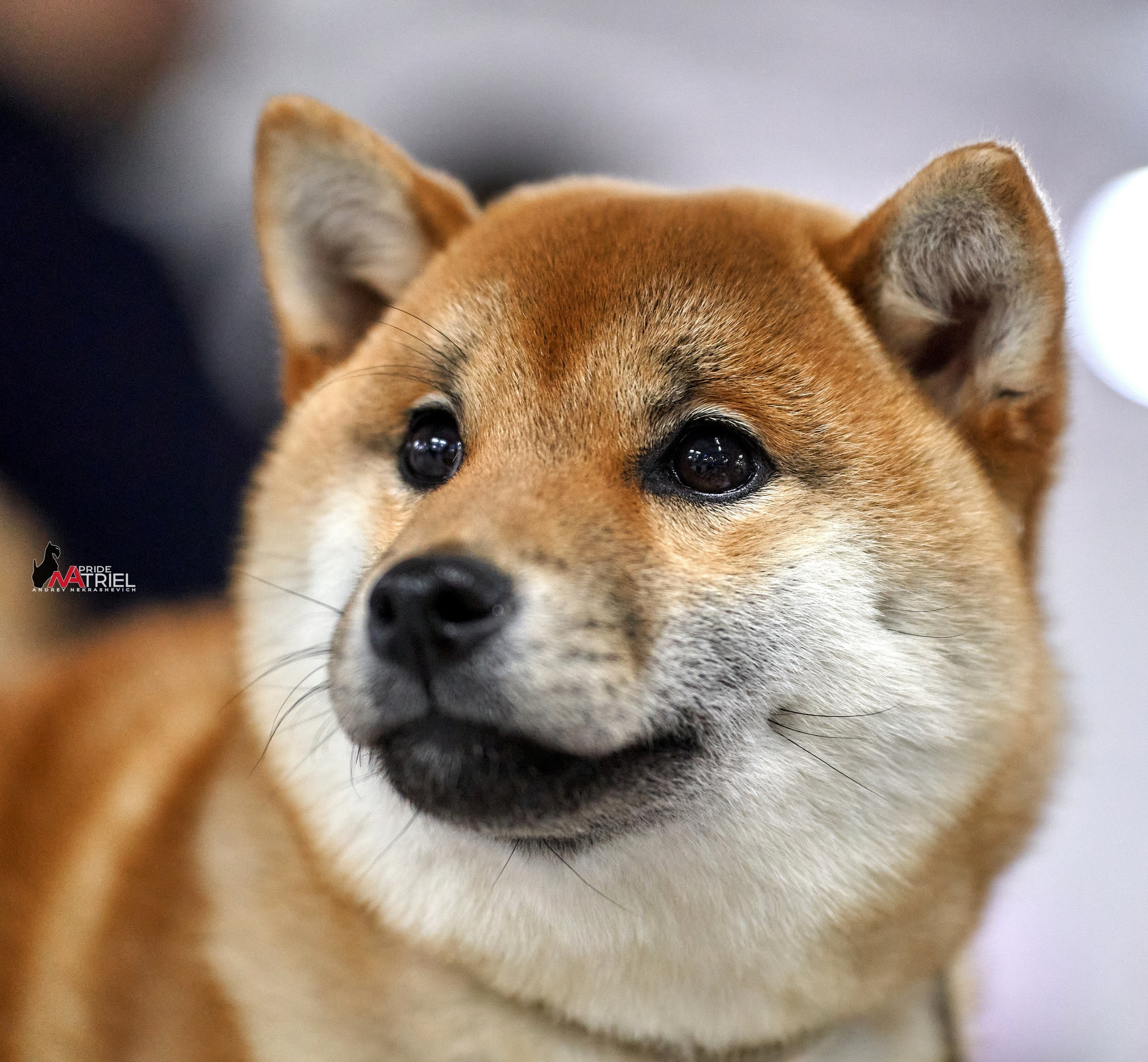 Портреты собак — галерея NATRIEL