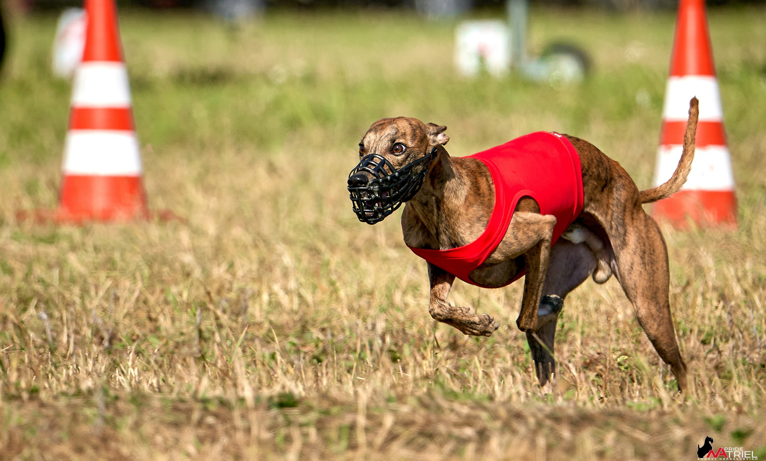 Съемка курсинг — галерея NATRIEL