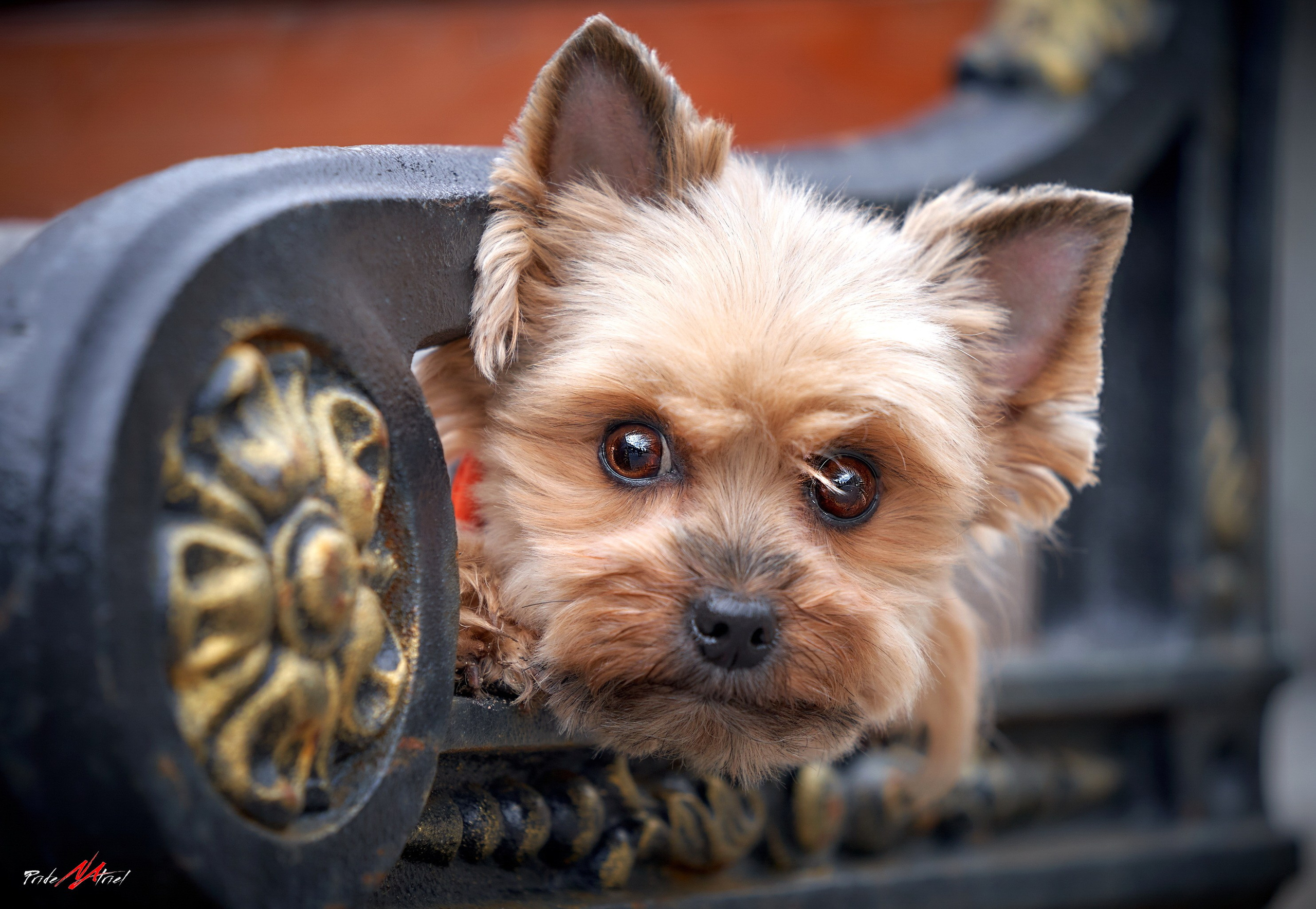 Йоркширский терьер Циля