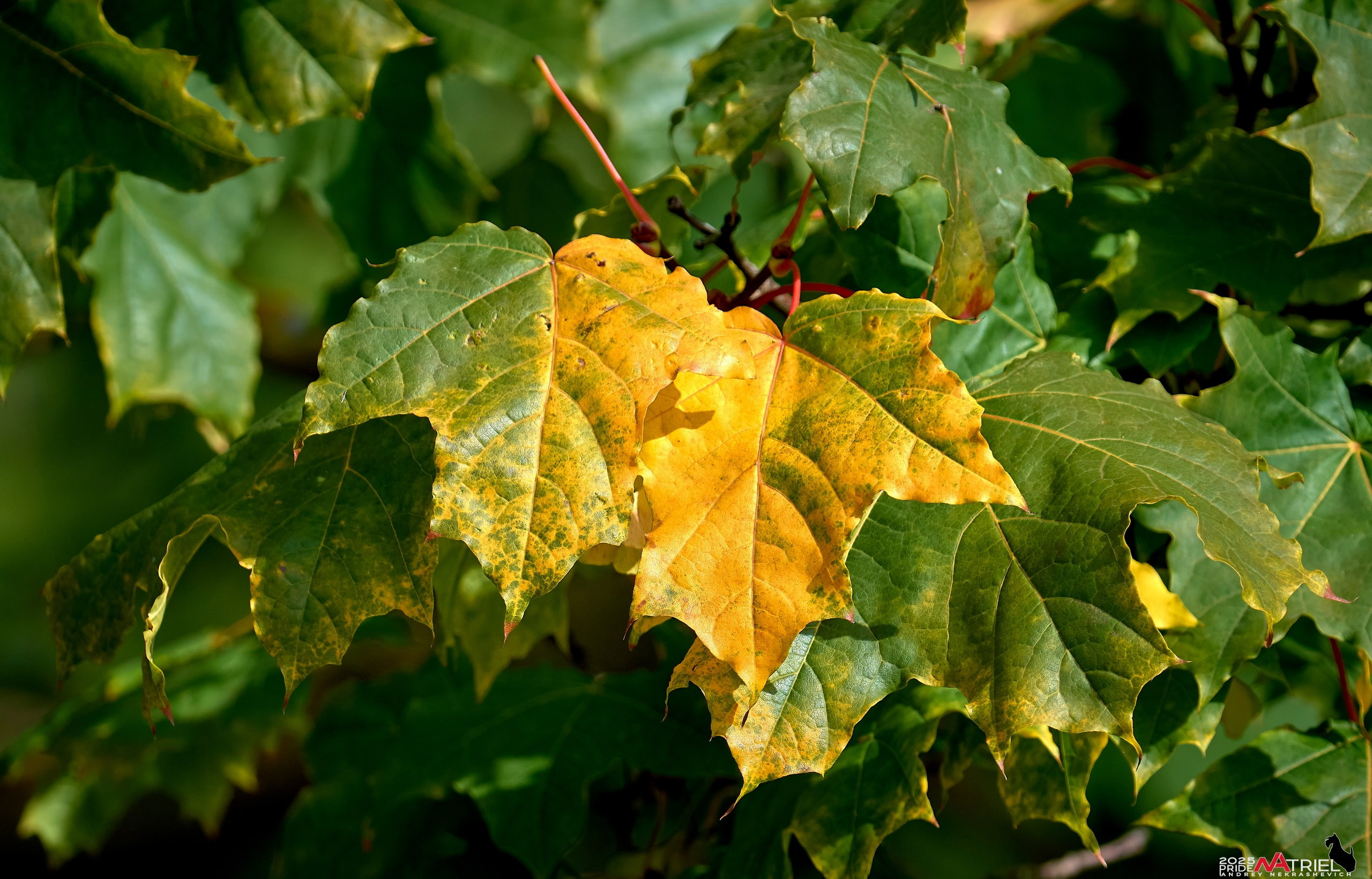 Съемка с объективом Sony 200-600 на камеру Sony A1m2