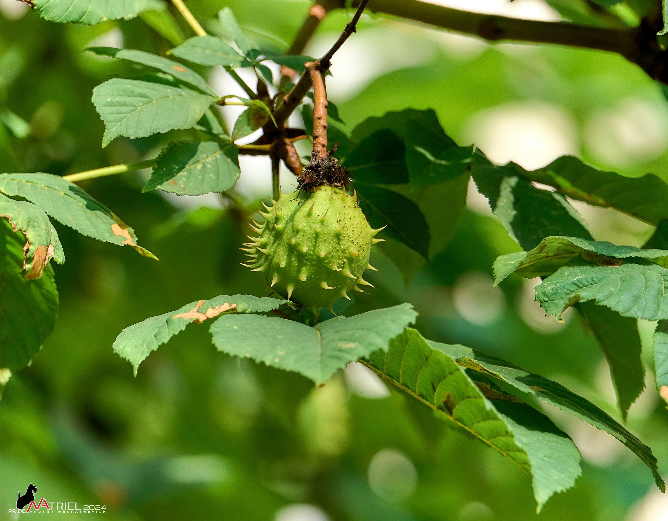 Съемка природы, макро