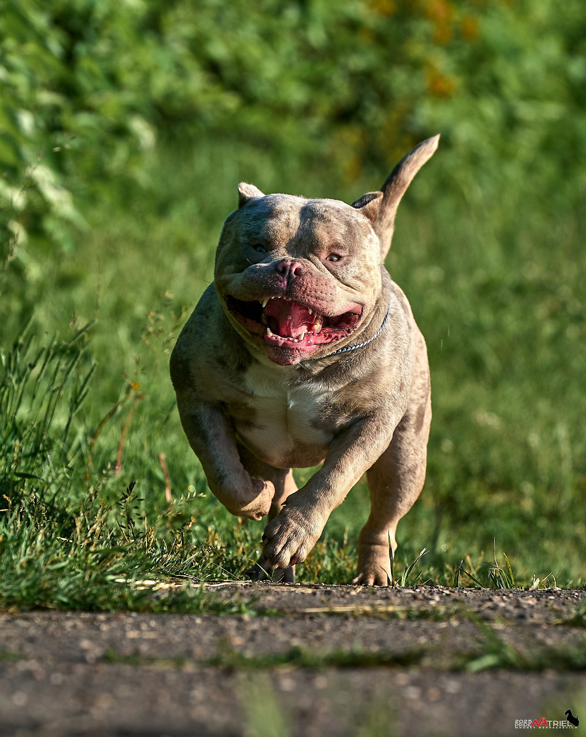 Съемка собак породы булли на природе