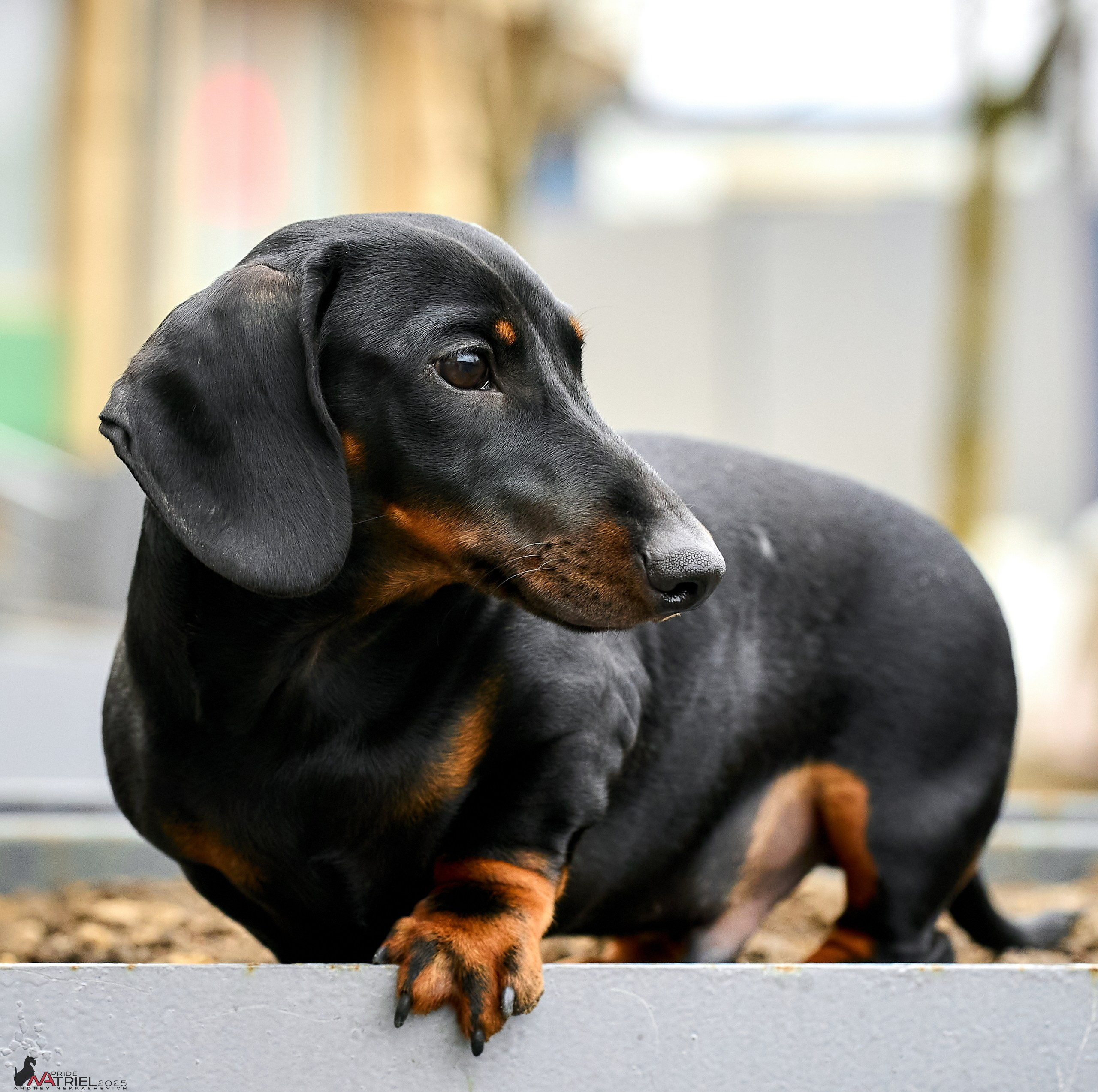 Портреты собак — галерея NATRIEL