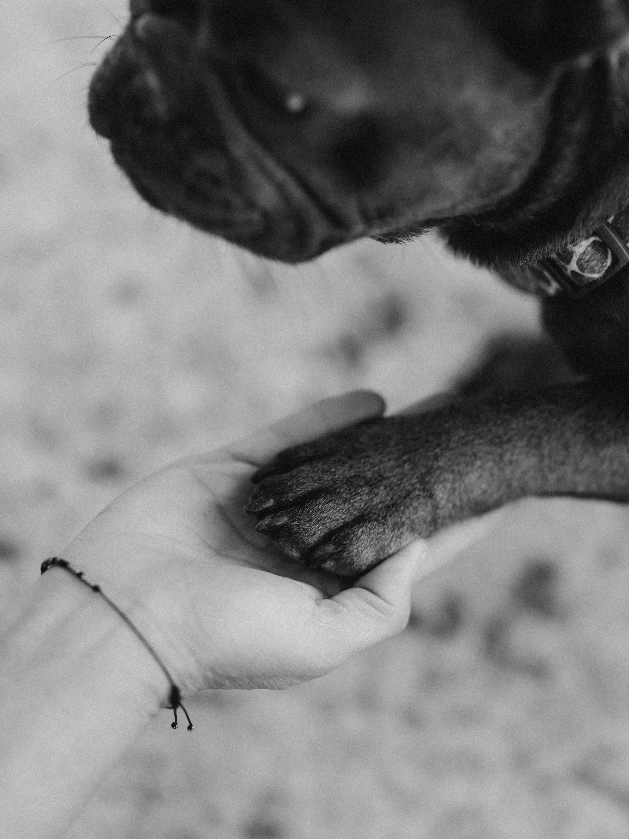 Нелли Буня и Луня. Фотограф-анималист в Москве Кириллова Татьяна