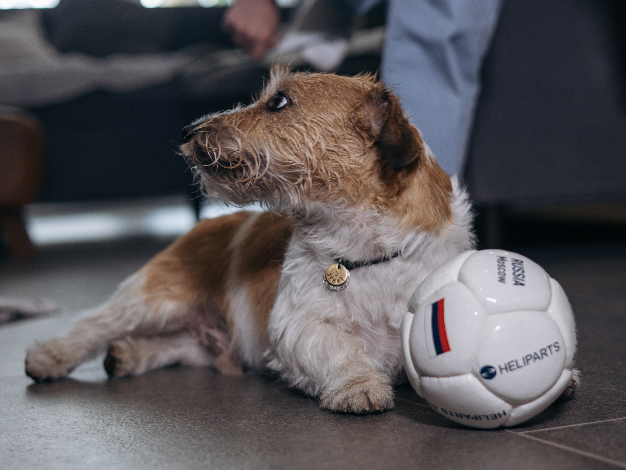 День рождение Зенита. Фотограф-анималист в Москве Кириллова Татьяна