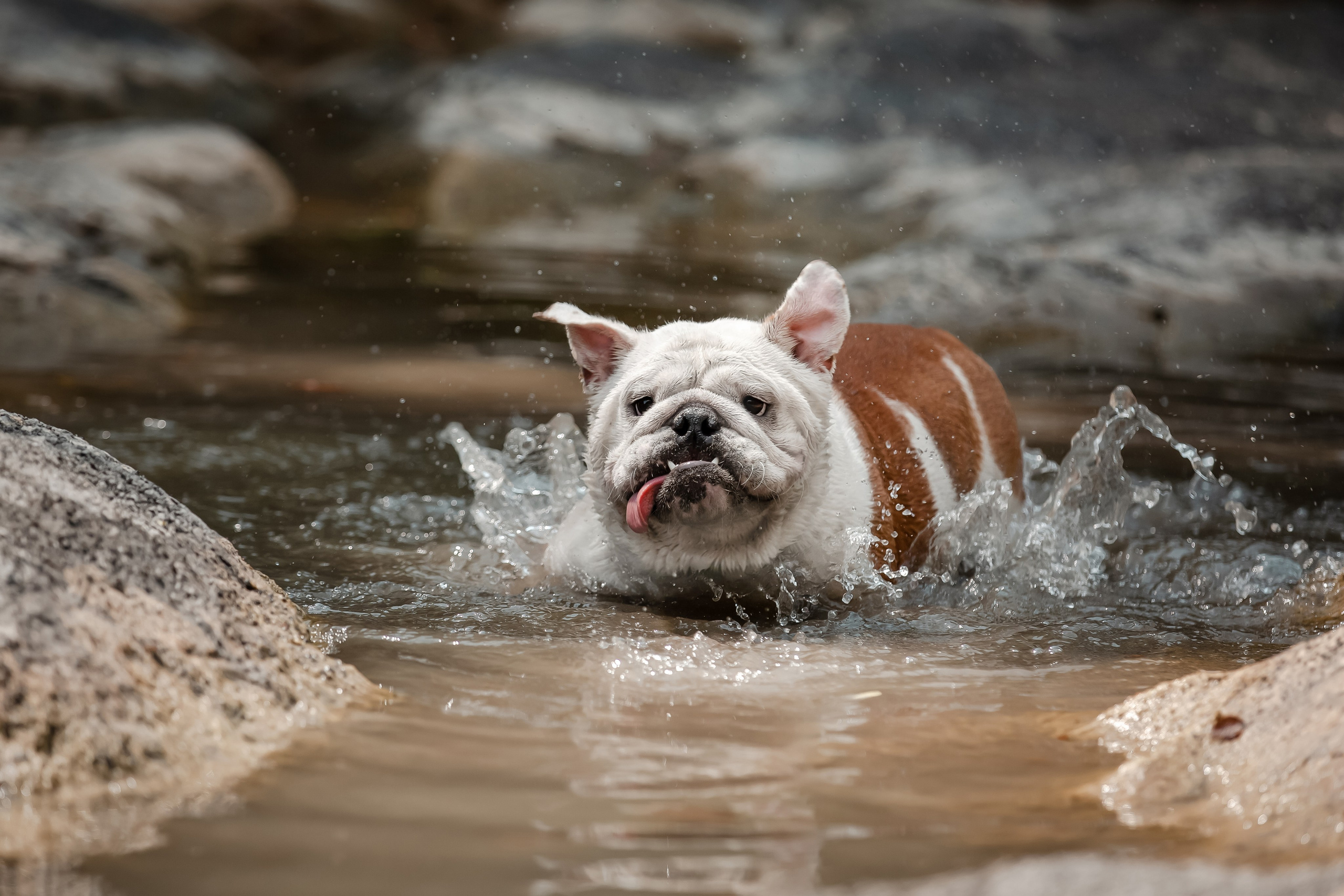 Фотосессия английского бульдога на речке. Фотограф-анималист в Краснодаре Маша Мельникова