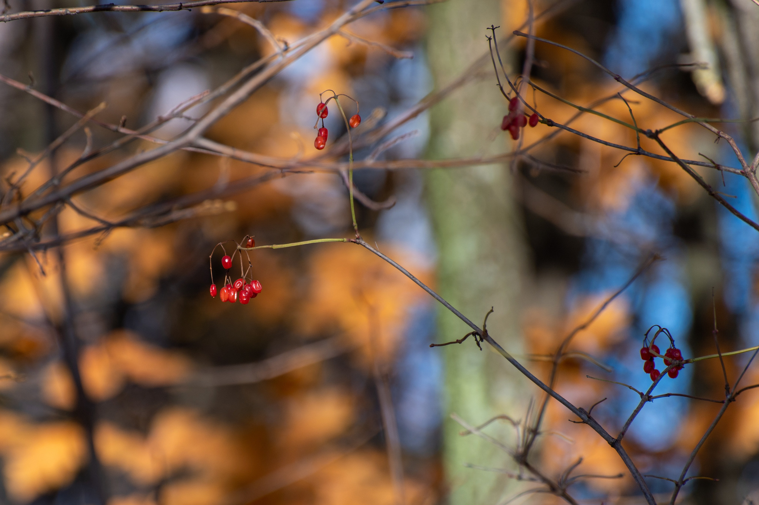 20241102 МГУ. Дмитрий Ремизов. Фотография, как хобби