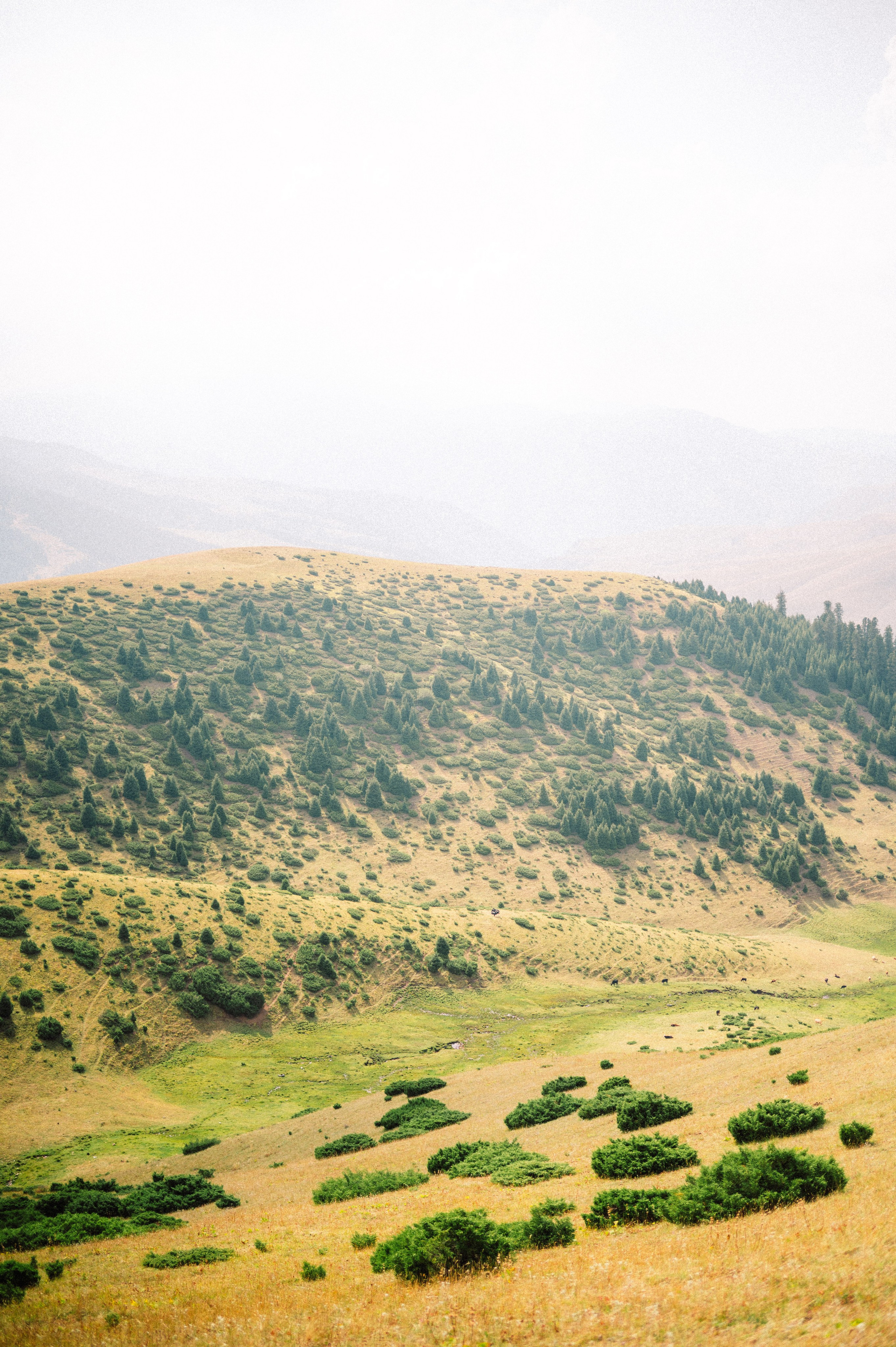 Плато Ассы: июль 2025. Фотограф в Алматы — Дарья Фёдорова
