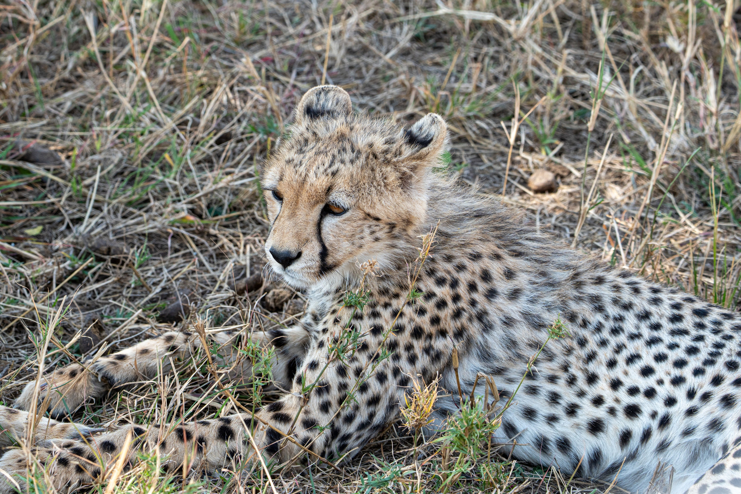 Танзания, сафари, 2025. Творческие сьемки