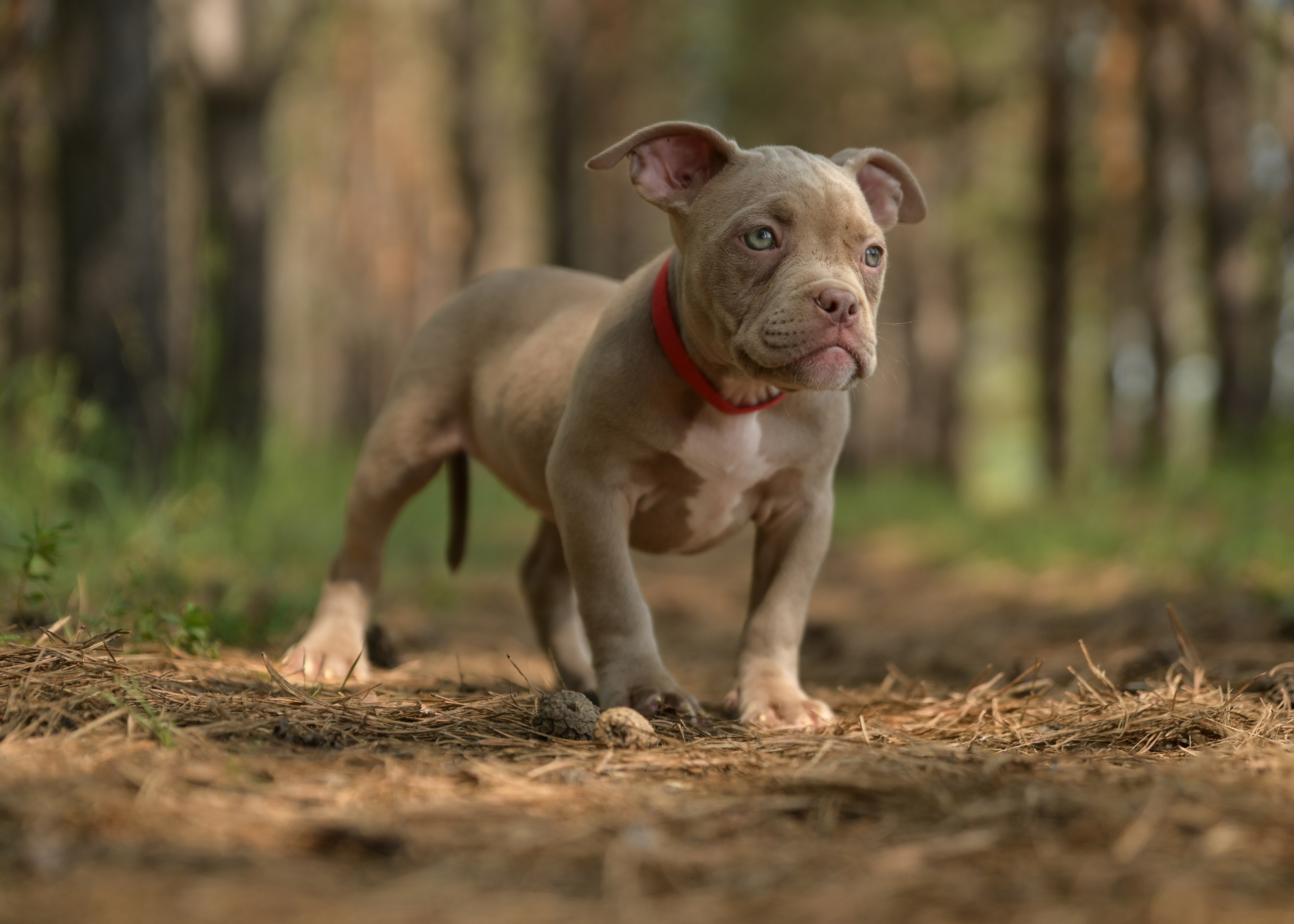 Свободные щенки Американский Булли в Иркутске. Питомник собак Иркутск