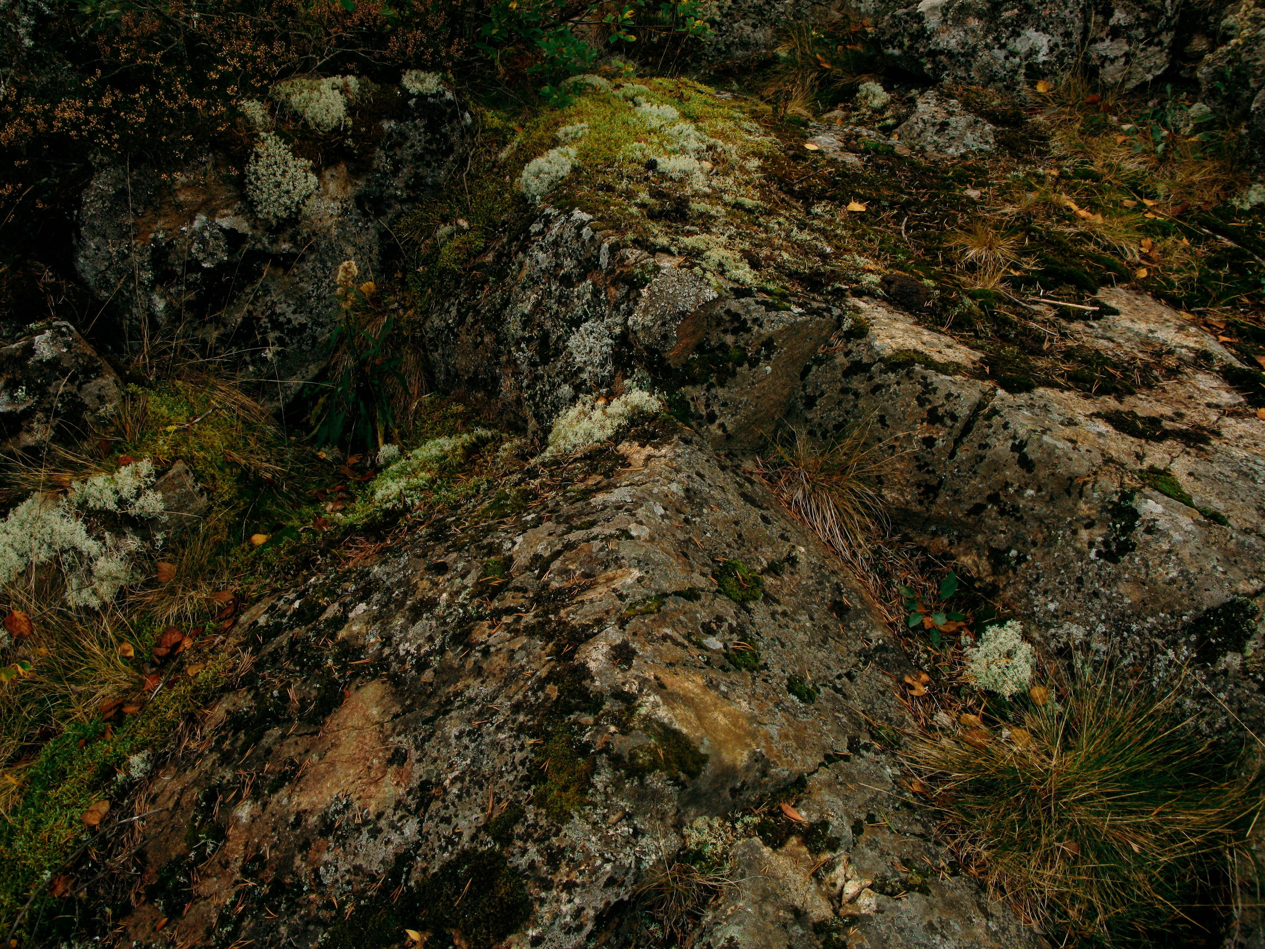 Karelia. Shyjungle's Portfolio