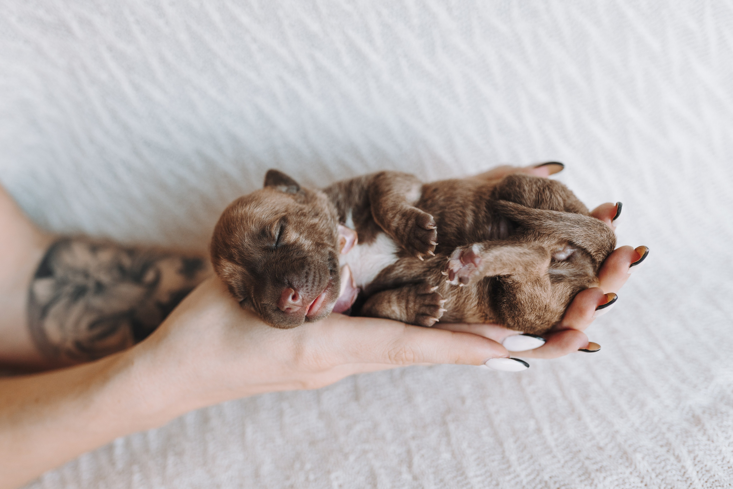 Прайтеры. Фотограф анималист Осипчикова Мария