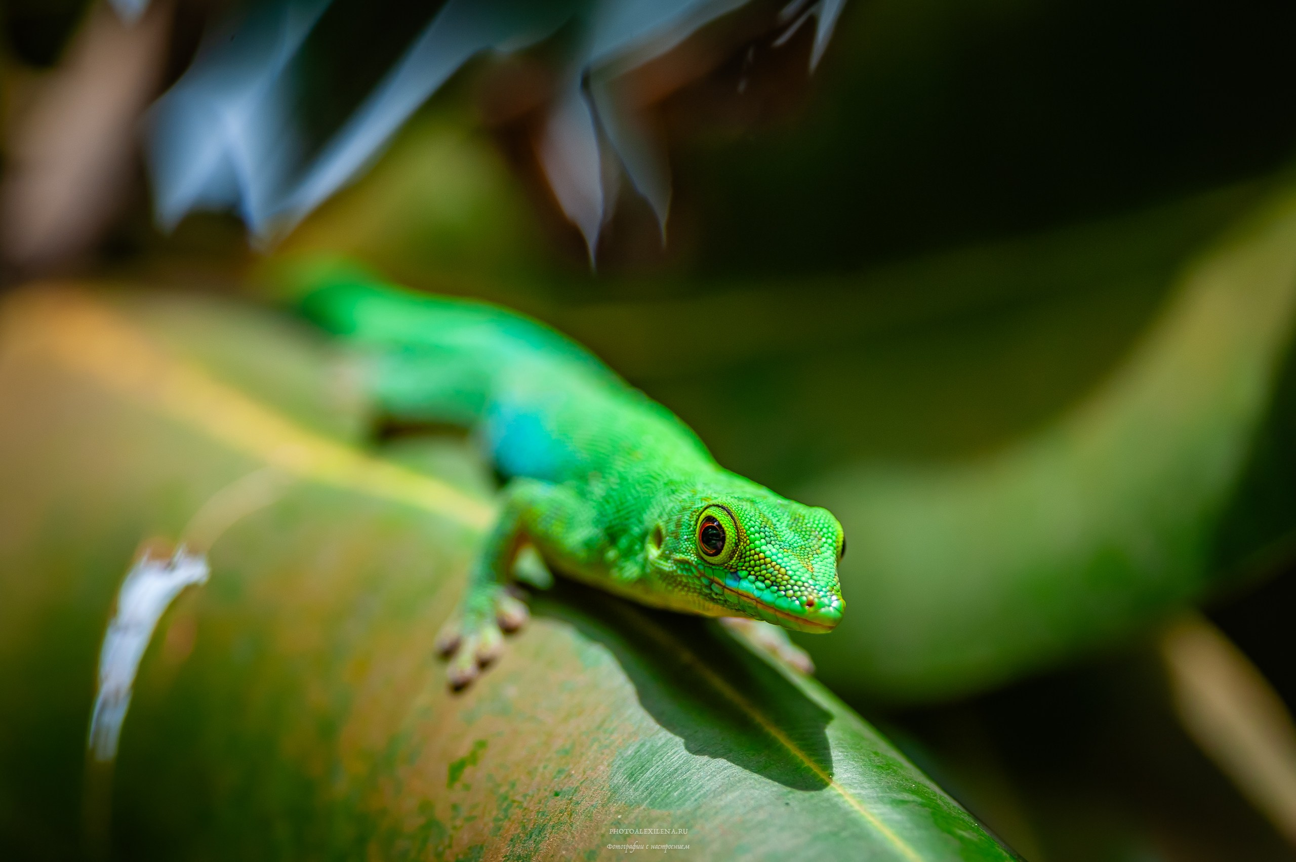 Все оттенки зелёного. Авторские стильные фотокартины