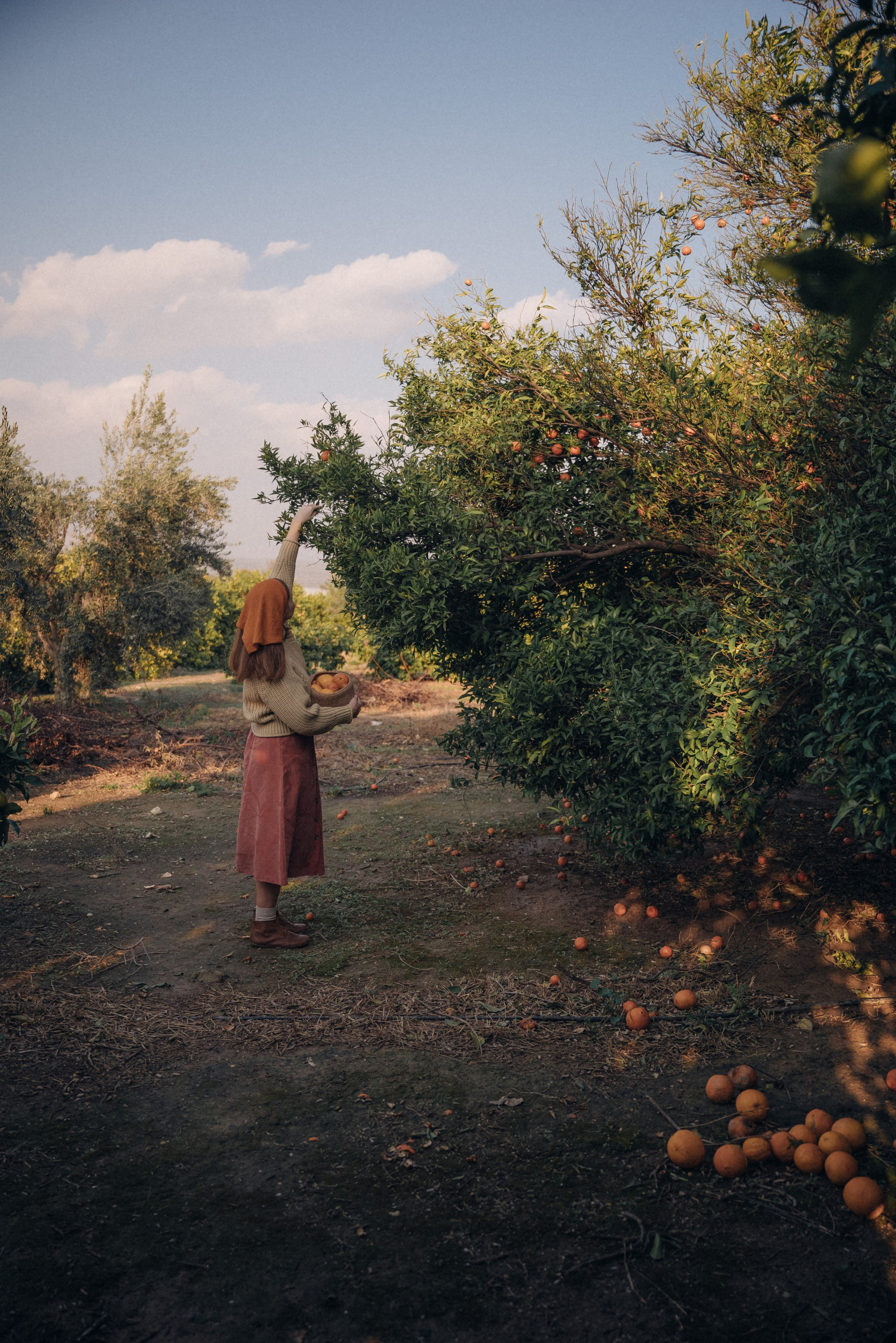 Сбор урожая. Анна Лобанова | фотограф