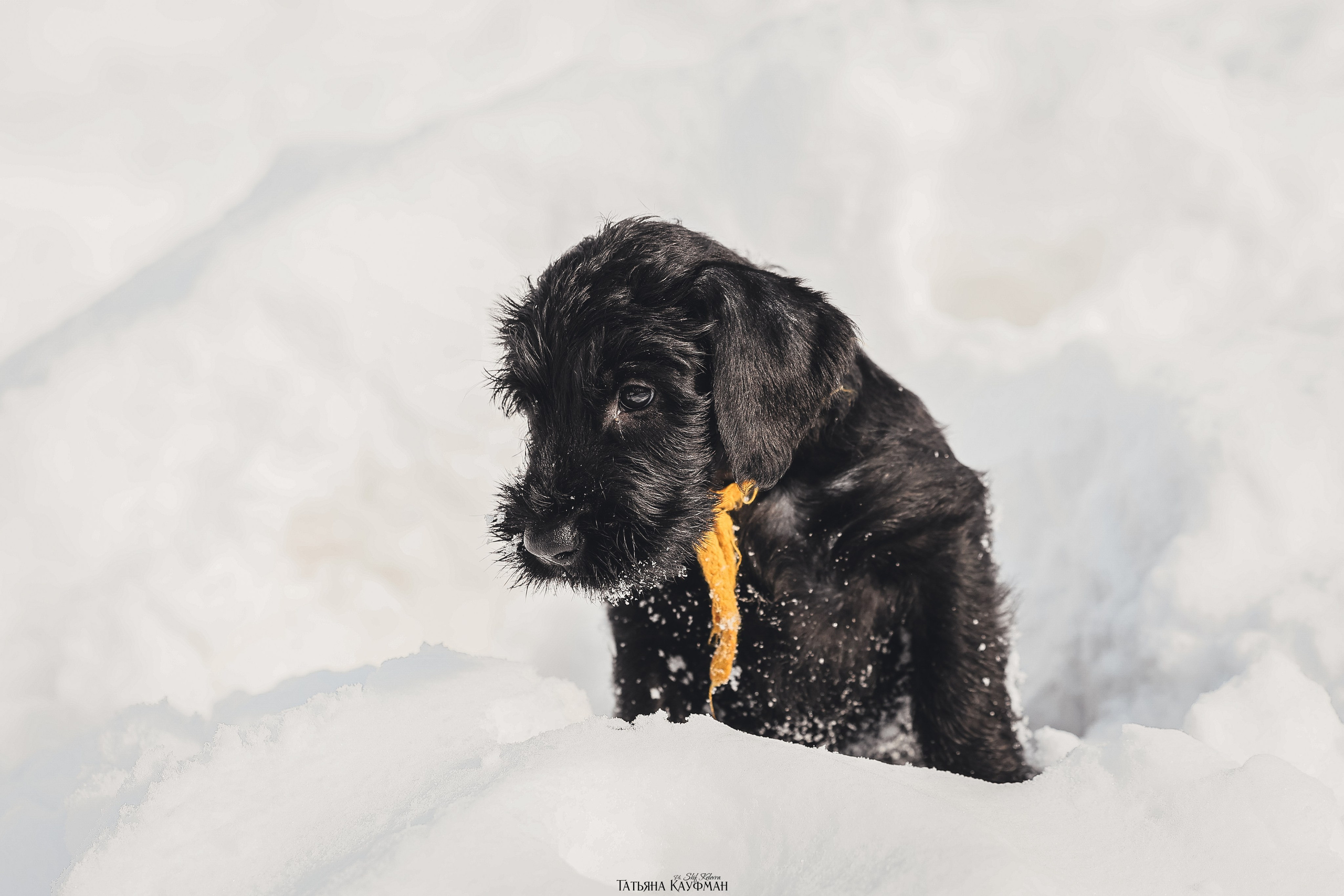 Ризеншнауцер, щенки ризеншнауцера, купить ризеншнауцера, купить щенка, ризеншнауцер Новосибирск, фотосъемка щенков, фотосессия собак, заказать фотосессию, фотографии щенков, сфотографировать щенка, фотограф Анималист, фотограф собак Новосибирск, фотограф анималист Новосибирск