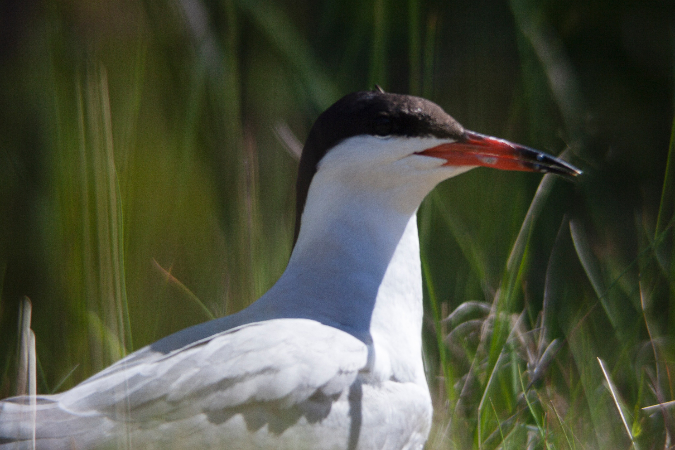 Крачки. Фотограф Адигамова Юлия в Петербурге