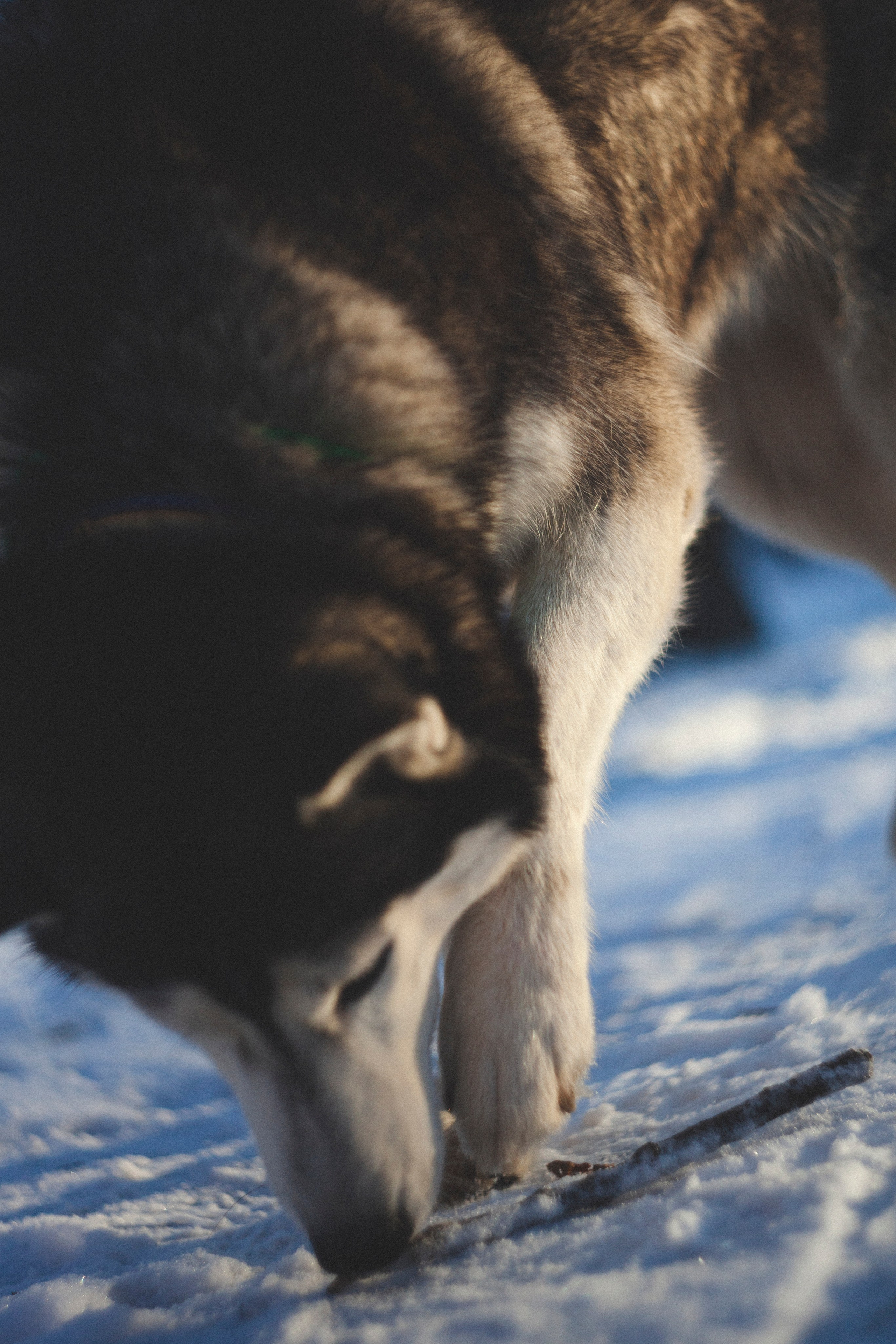 В Алексеевском саду. Фотограф Адигамова Юлия в Петербурге