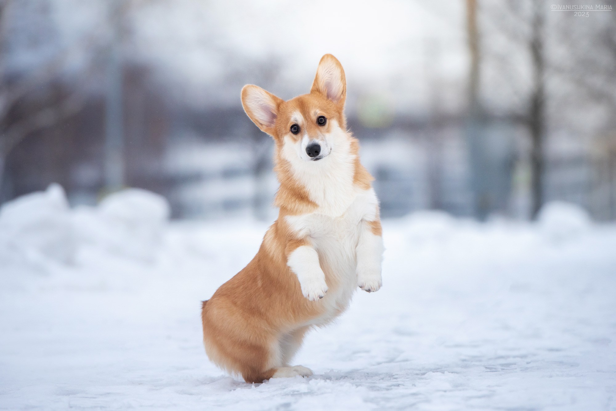 Фотосессия щенков на продажу. Фотограф собак в Москве и Московской области Иванушкина Мария