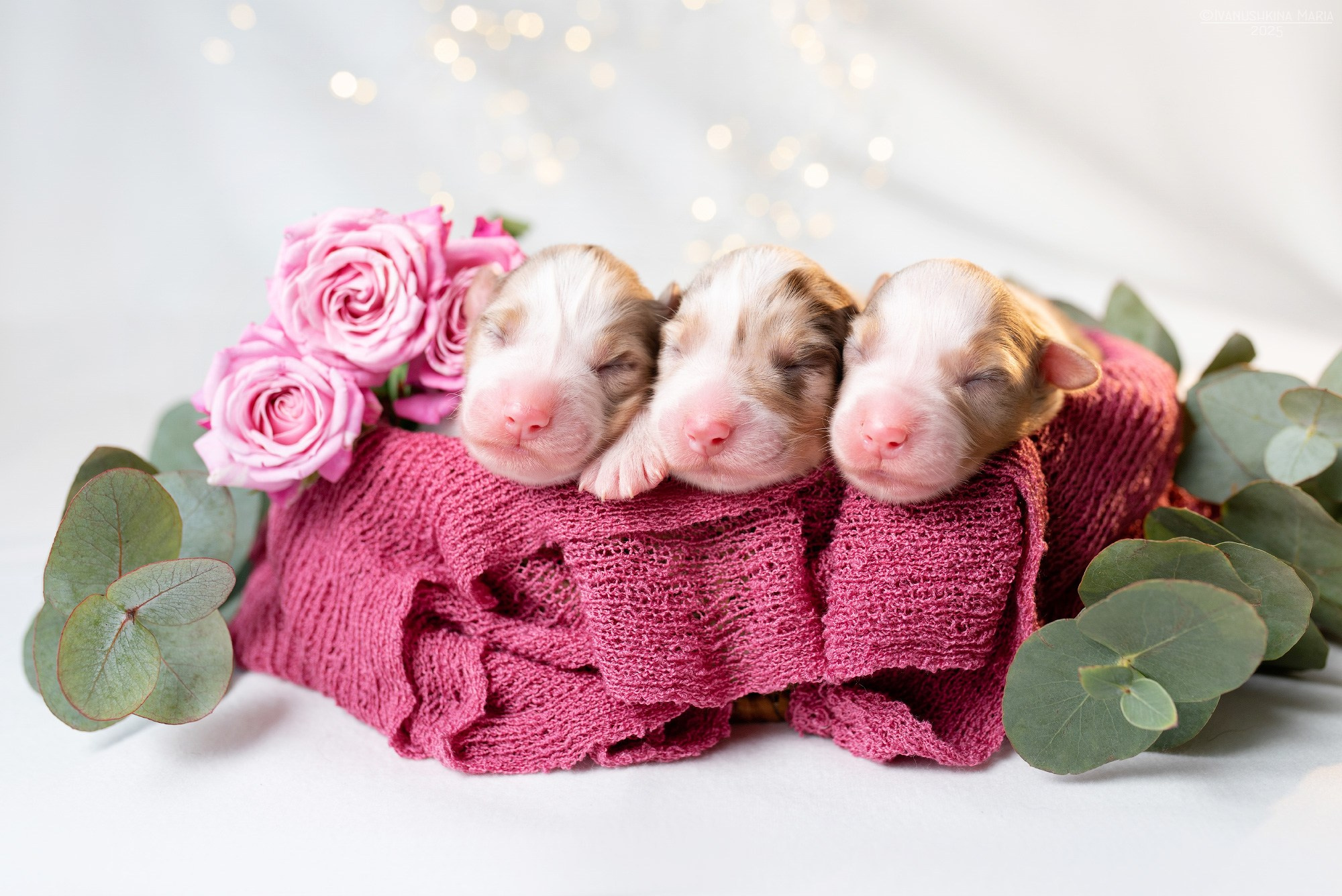 Ньюборн фотосессия щенков. Фотограф собак в Москве и Московской области Иванушкина Мария