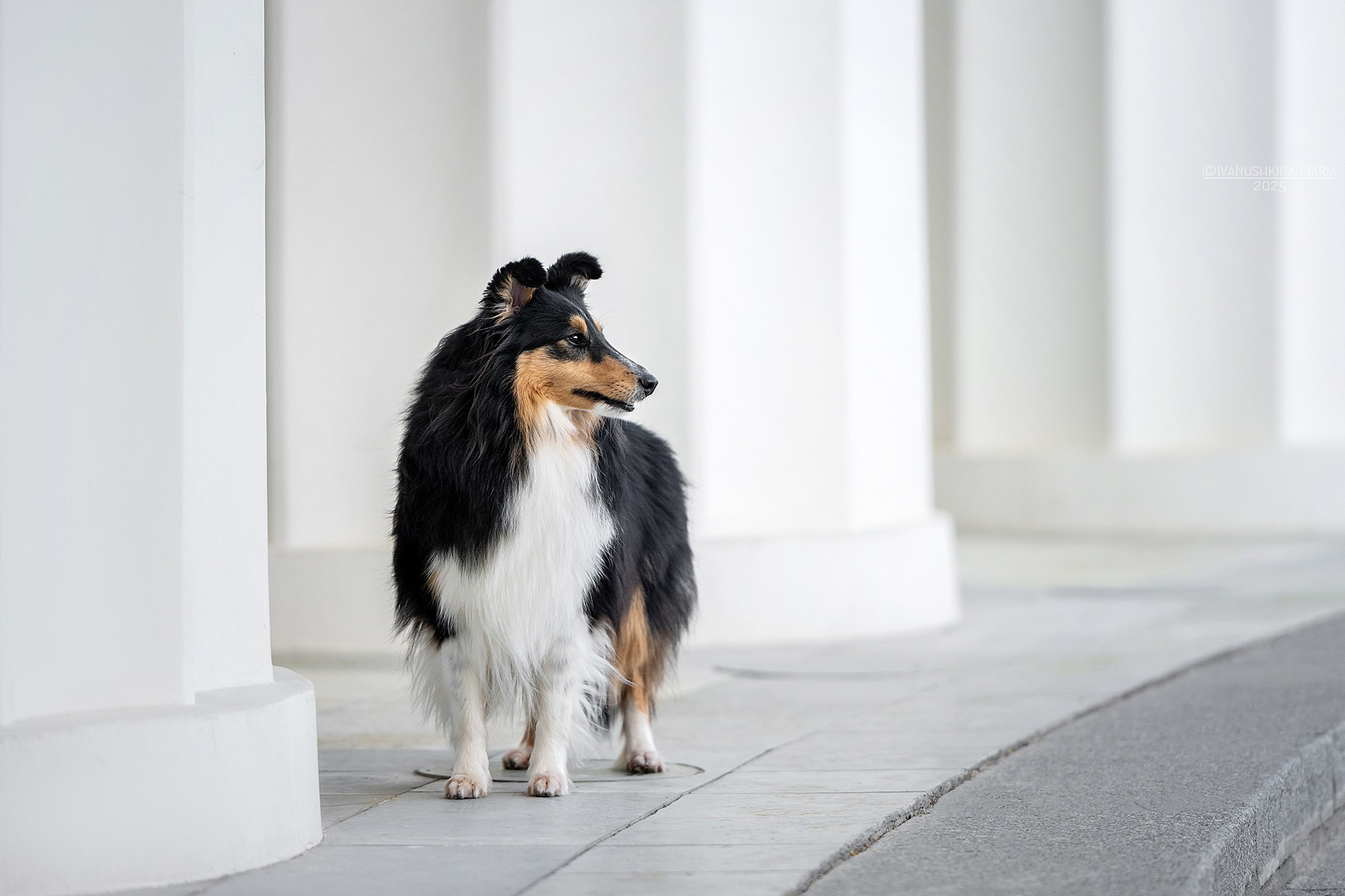 Фотограф-анималист. Фотограф собак в Москве и Московской области Иванушкина Мария