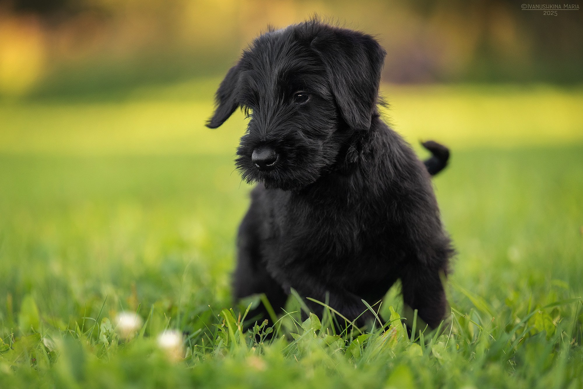 Фотосессия щенков на продажу. Фотограф собак в Москве и Московской области Иванушкина Мария
