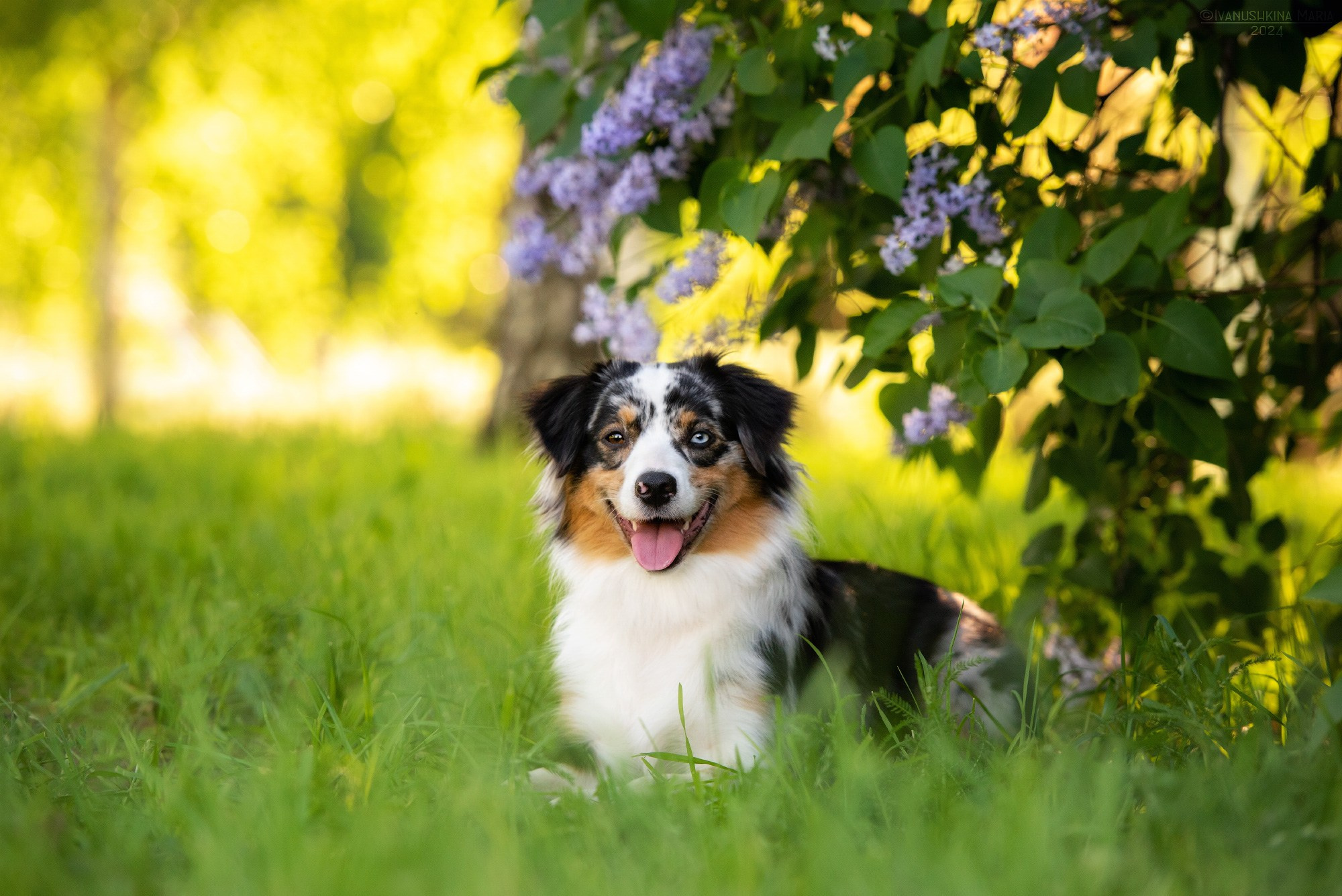 Фотограф-анималист. Фотограф собак в Москве и Московской области Иванушкина Мария