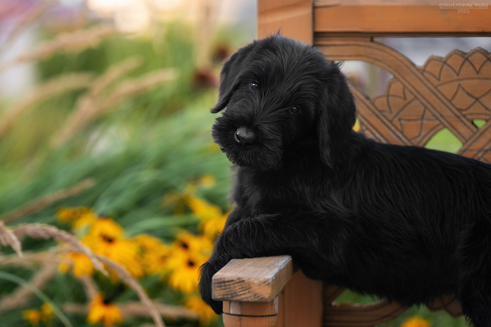 Фотосессия щенков на продажу. Фотограф собак в Москве и Московской области Иванушкина Мария