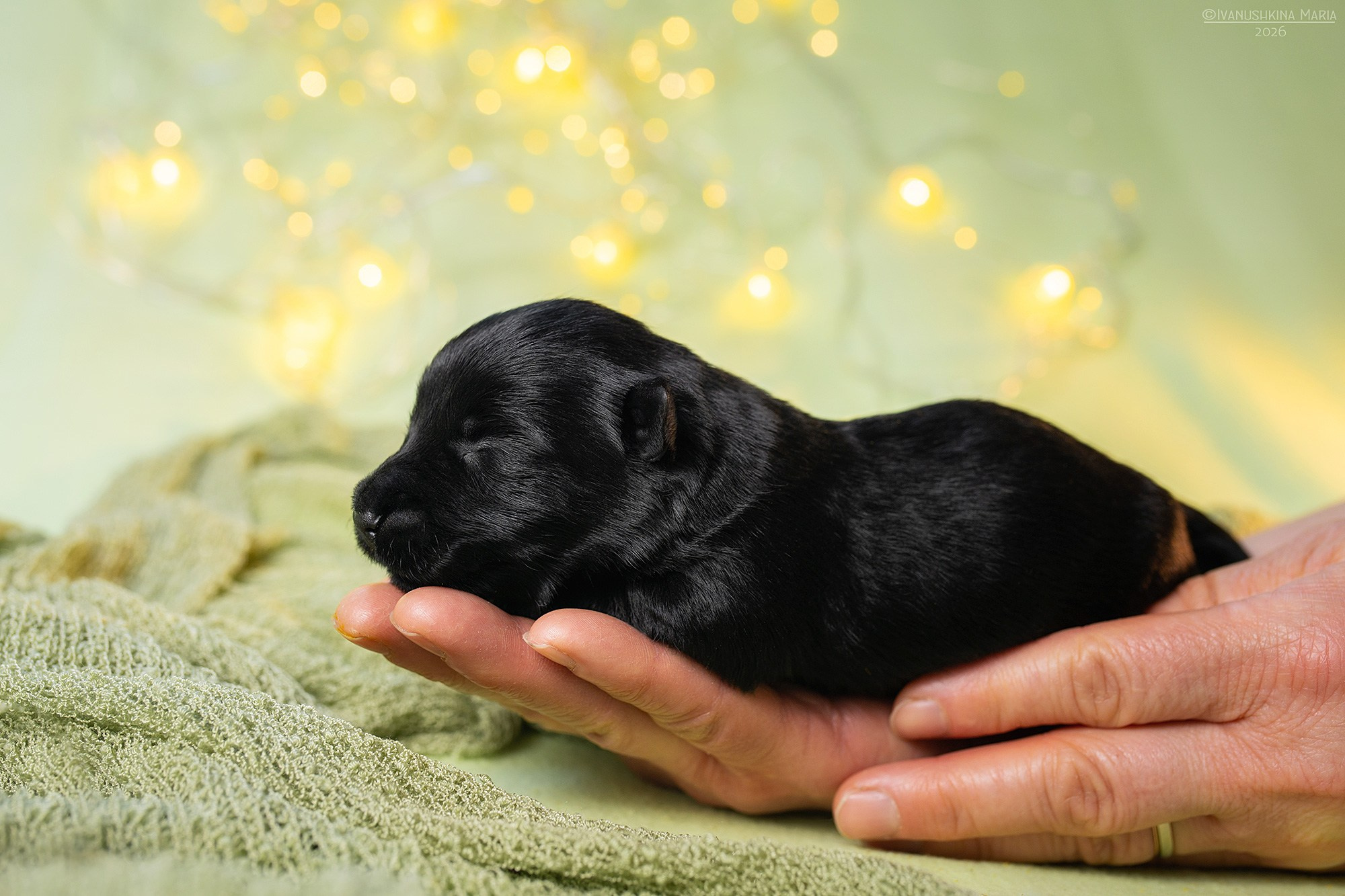 Ньюборн фотосессия щенков. Фотограф собак в Москве и Московской области Иванушкина Мария