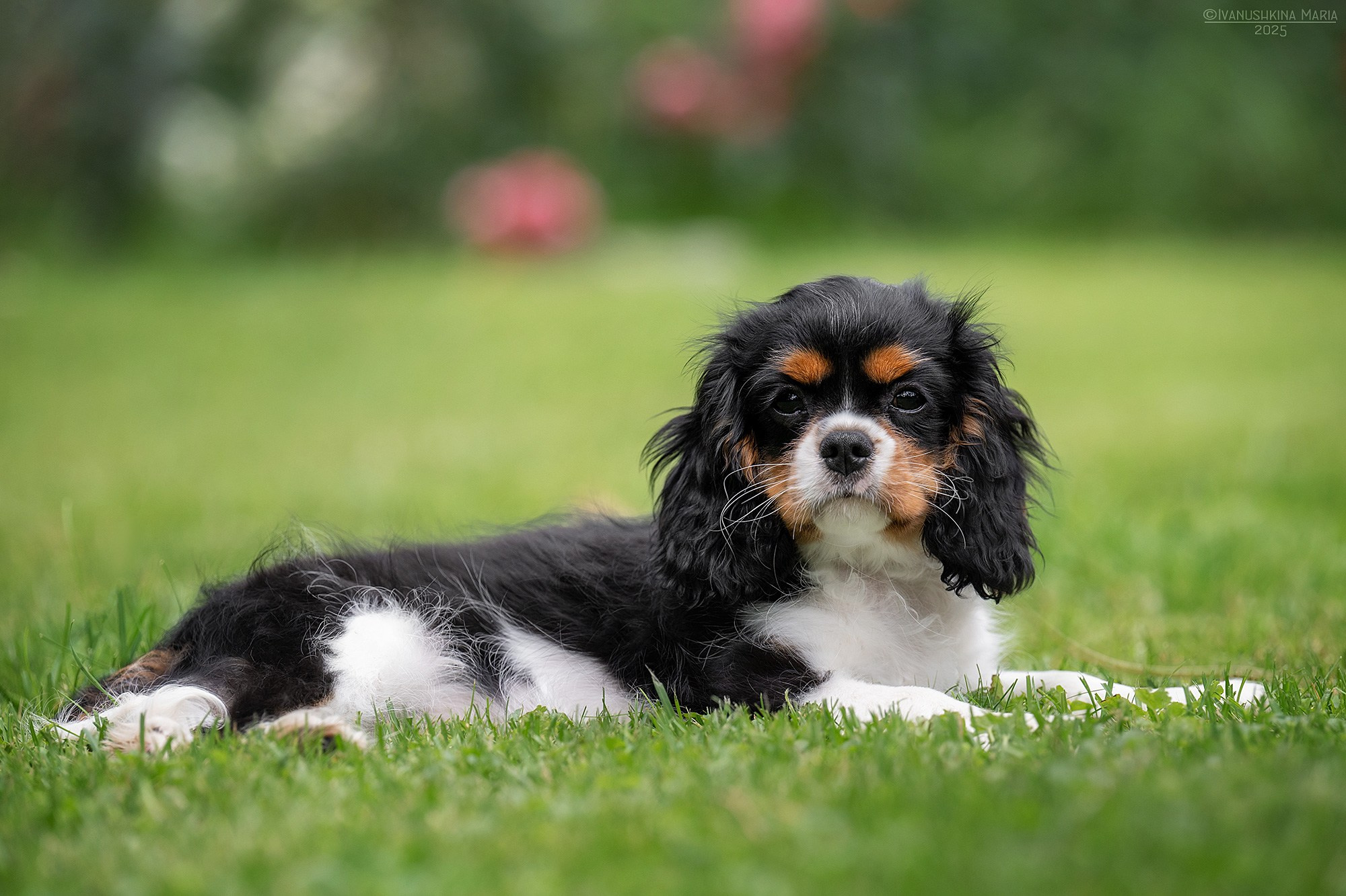 Фотосессия щенков на продажу. Фотограф собак в Москве и Московской области Иванушкина Мария