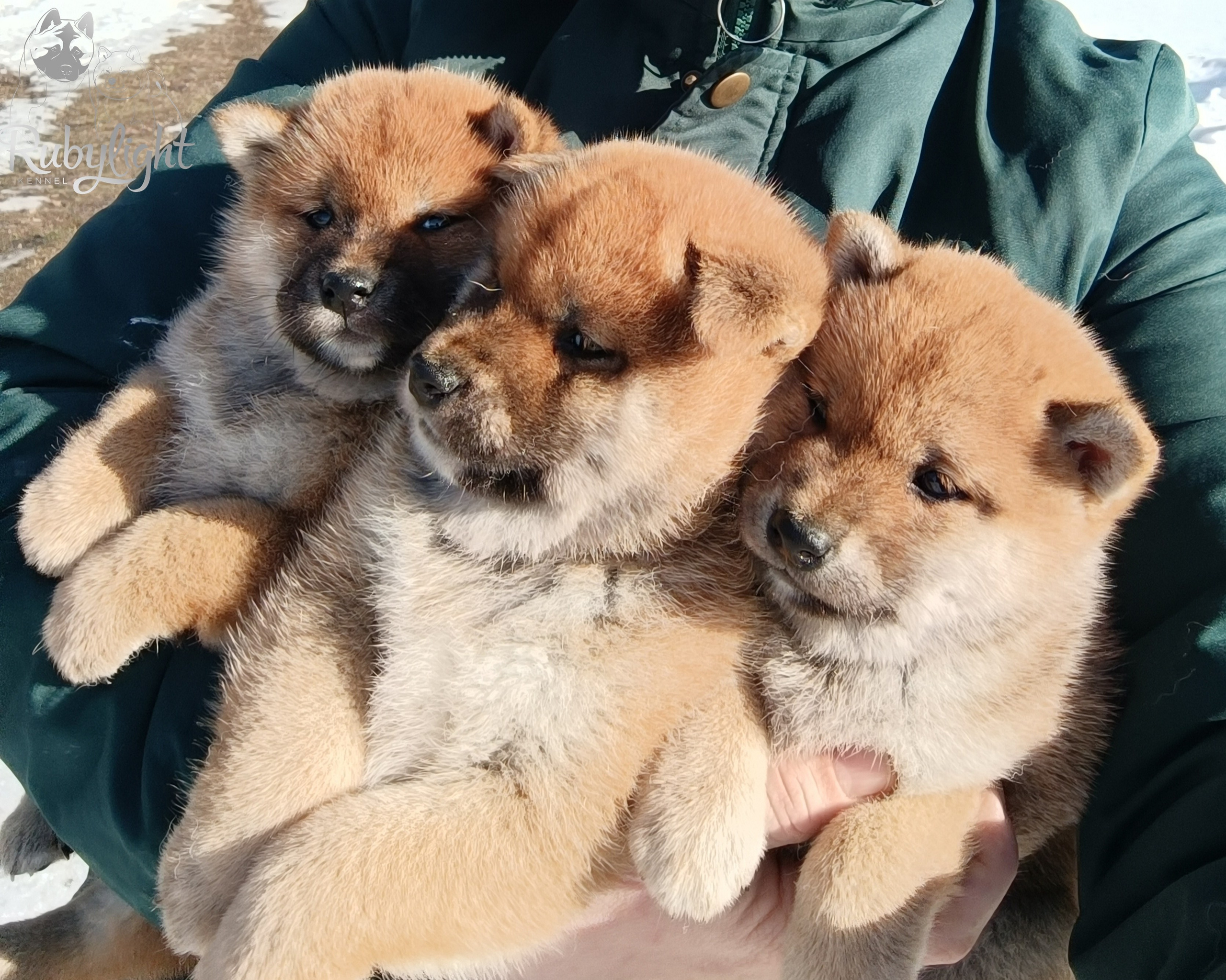 Сиба Помёт Е питомник Рубилайт