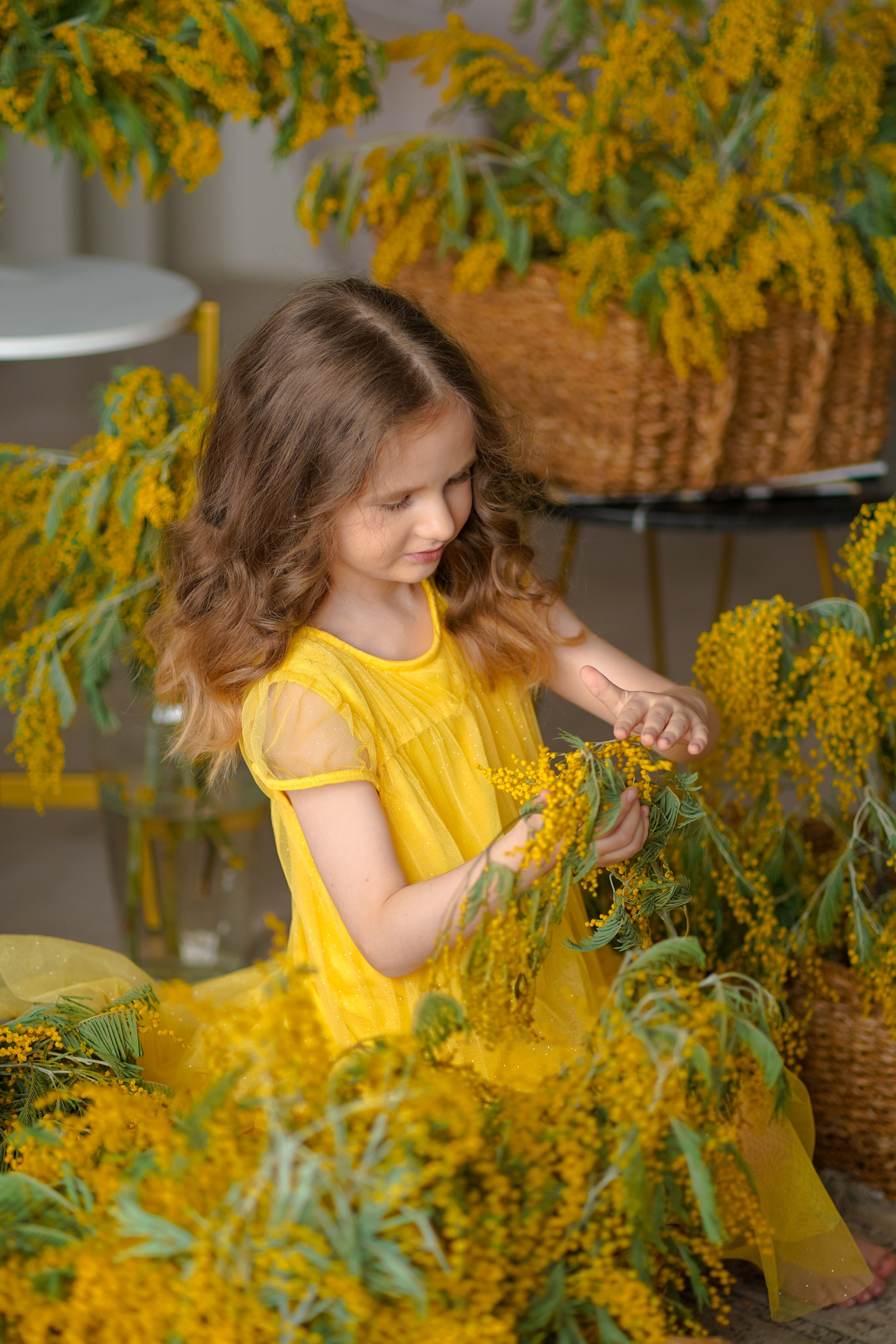 Мимоза. Фотограф Татьяна Митрофанова