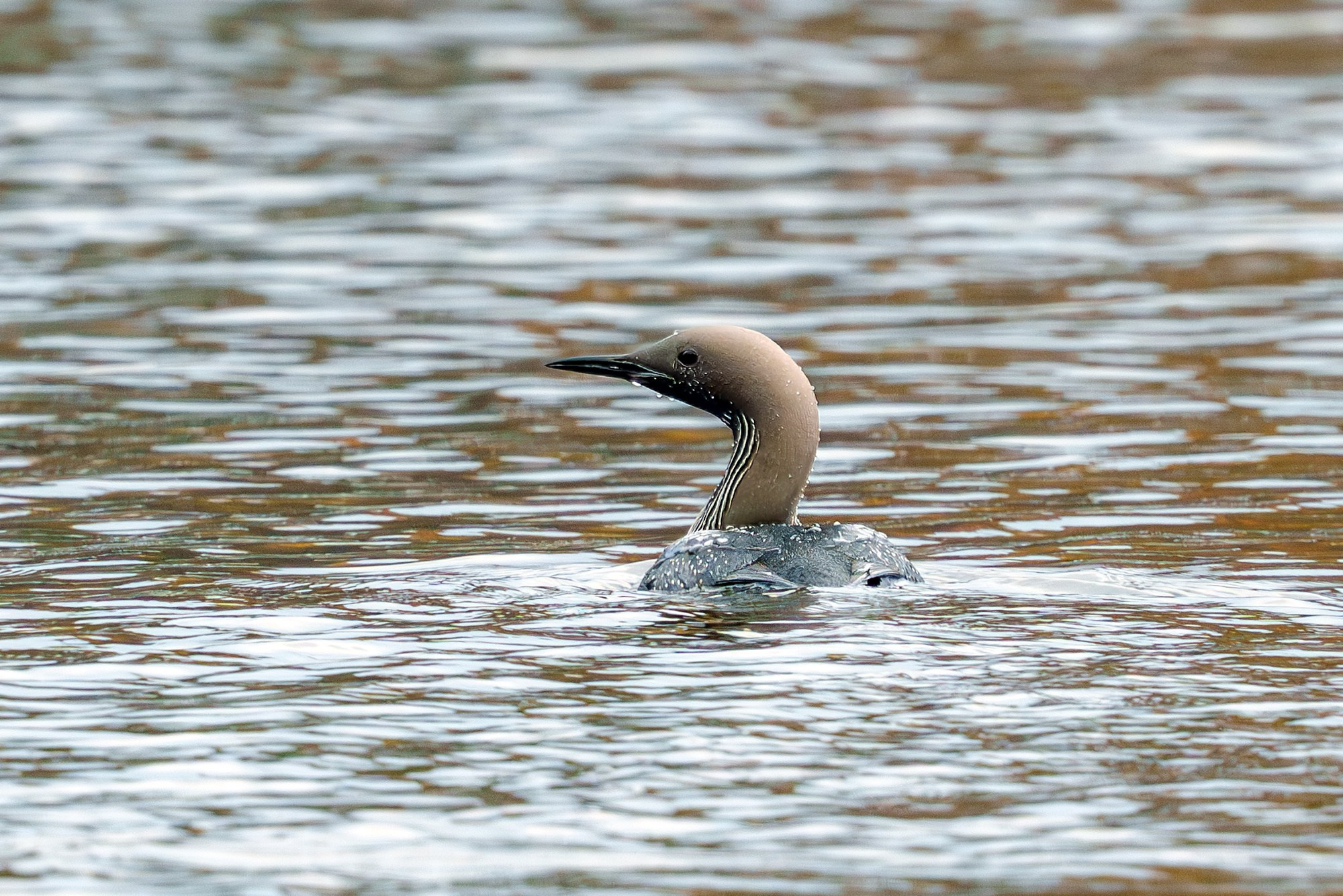Удивительные мир птиц. Вокруг нас столько прекрасного — присмотритесь!. Ваш личный фотограф Марина Волкова