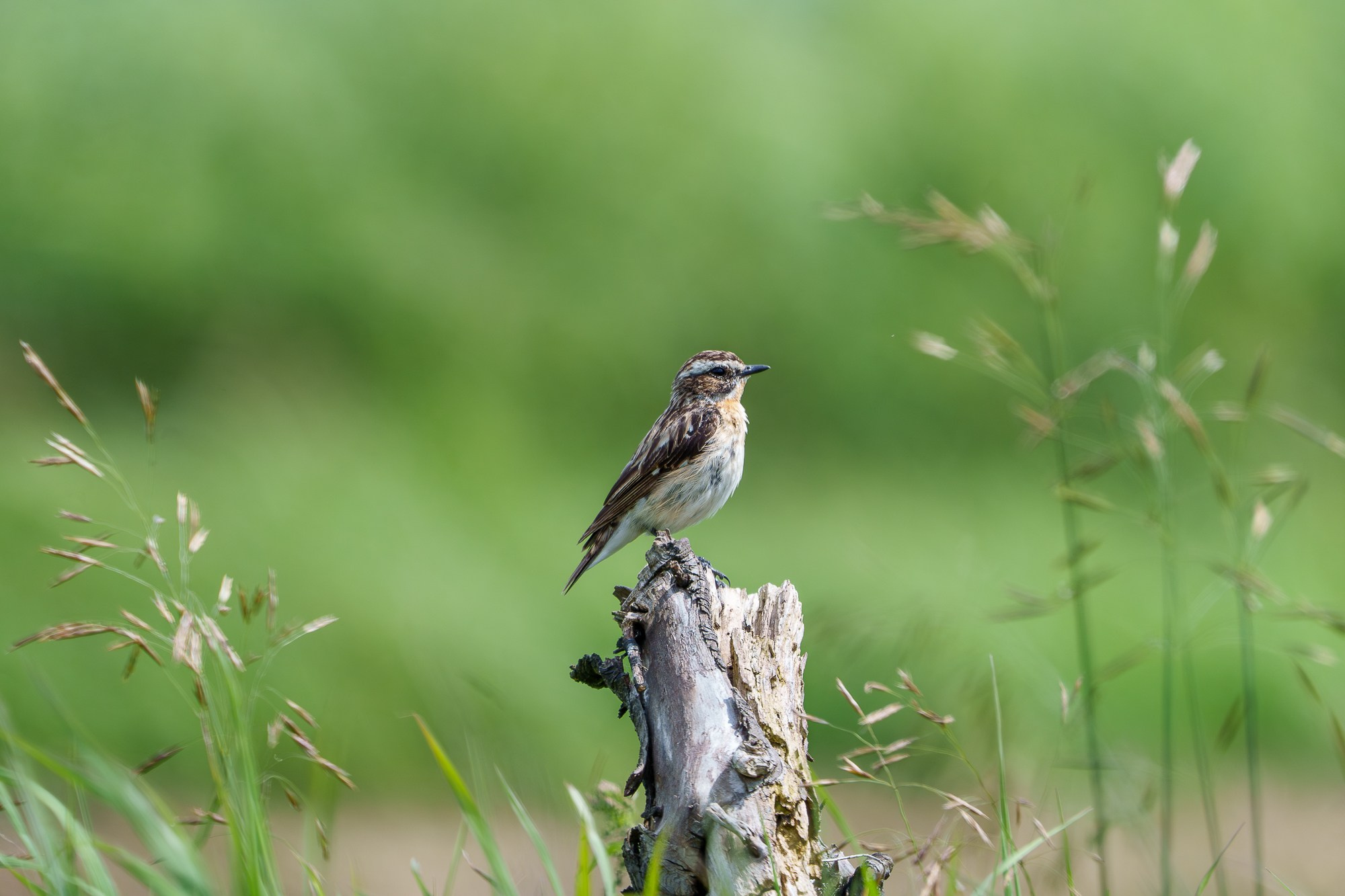 Удивительные мир птиц. Вокруг нас столько прекрасного — присмотритесь!. Ваш личный фотограф Марина Волкова