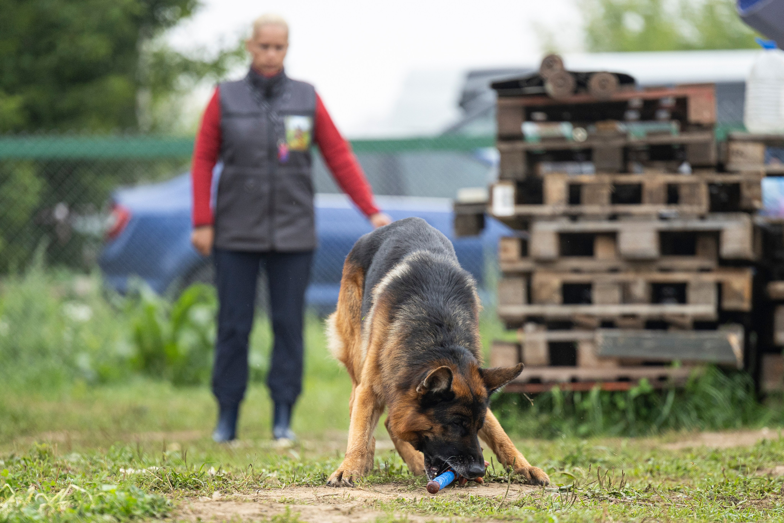 Соревнования по Мондьорингу г. Вологда 10-11.08.2024. Фотограф-анималист Анна Маринич