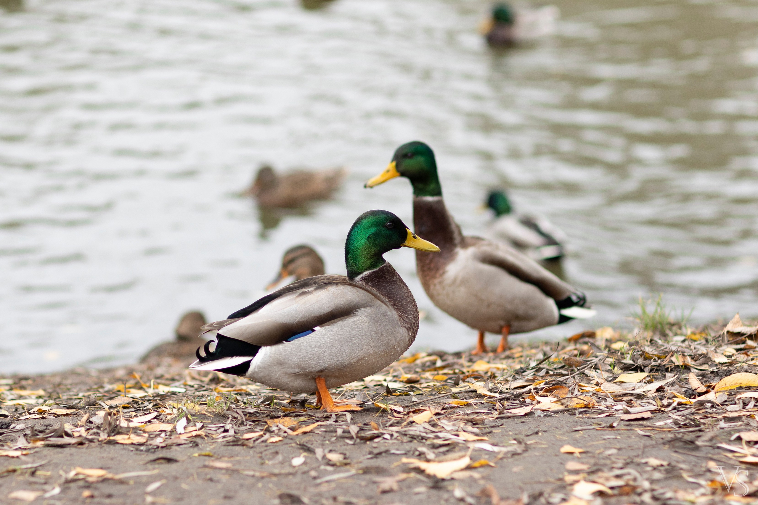 Фотографии животных Виктор Степанов. Фотограф Виктор Степанов