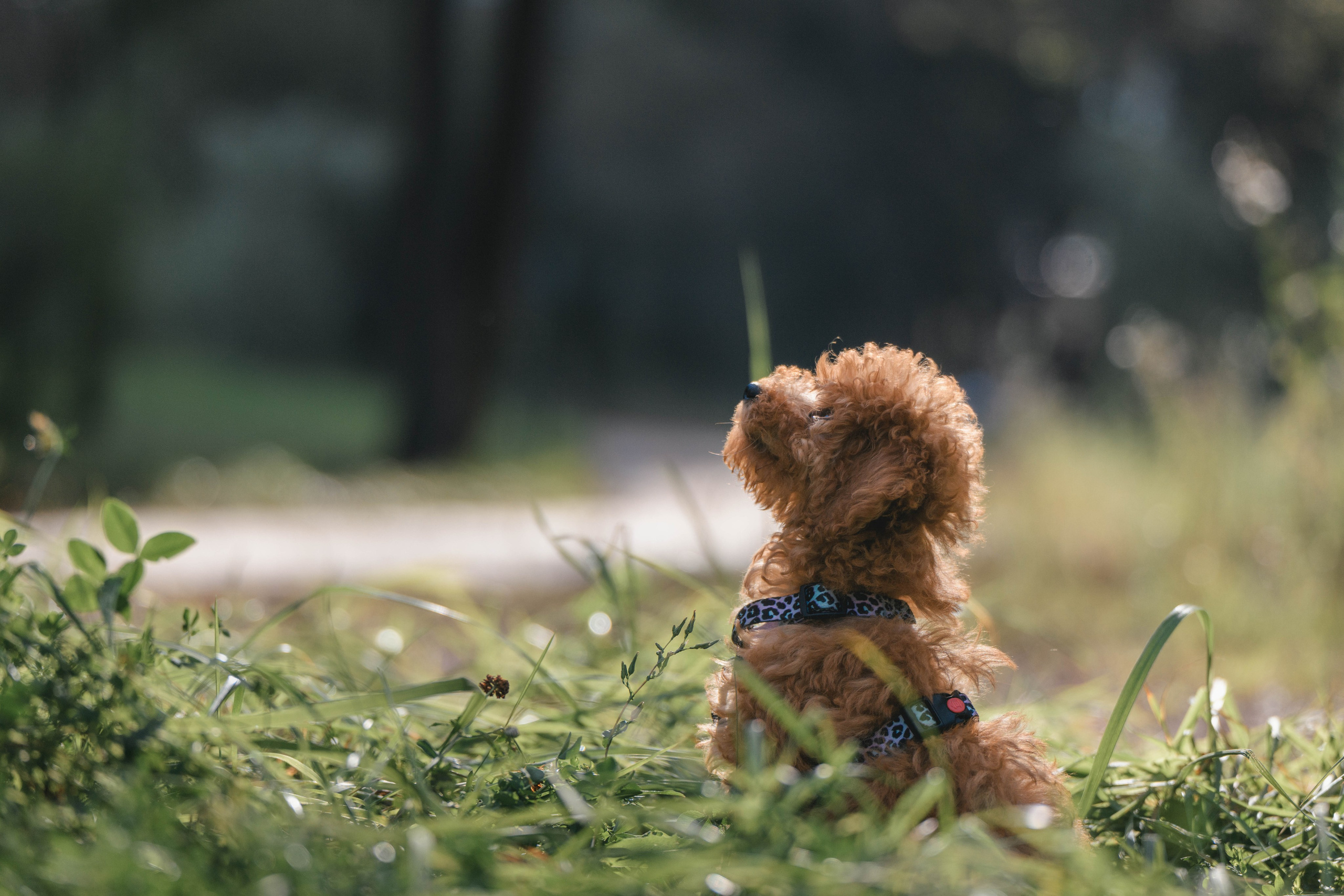 Щенок той-пуделя. Фотограф Анималист в Москве Анастасия Жучкова