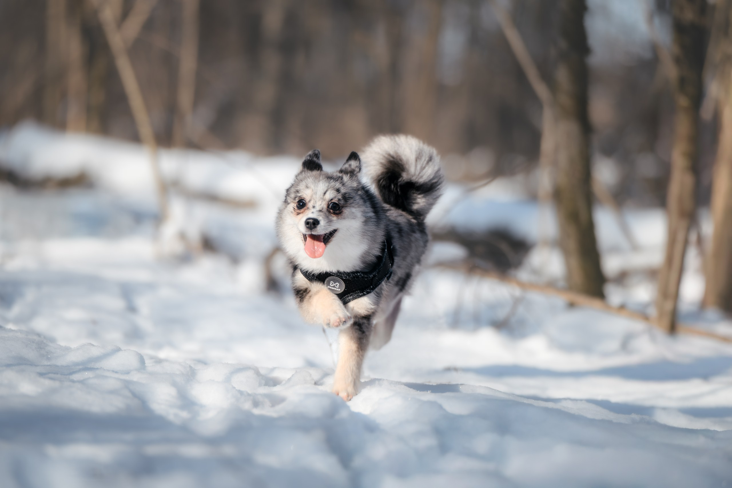 Виктория и 4 помски. Фотограф Анималист в Москве Анастасия Жучкова